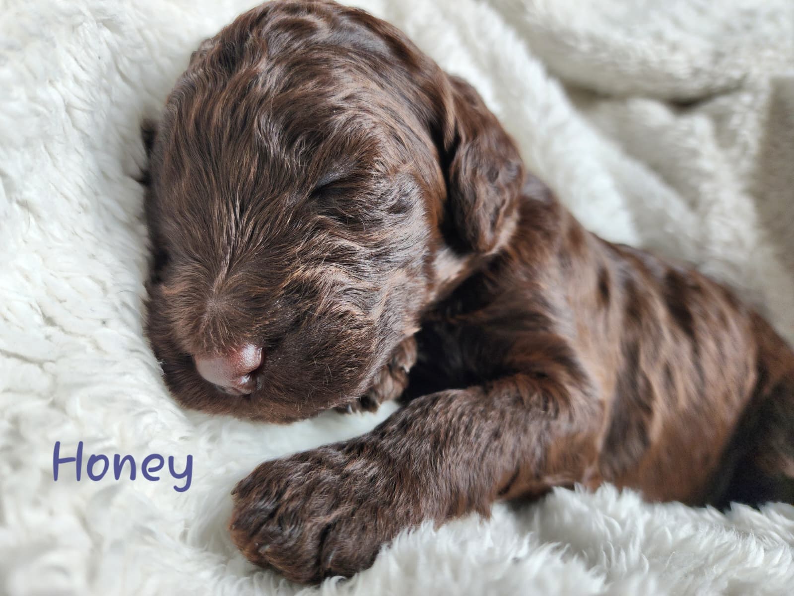 Bernedoodle Puppies (Standard Size) - 6 - 1767554992100_WhatsApp Image 2025-12-31 at 1