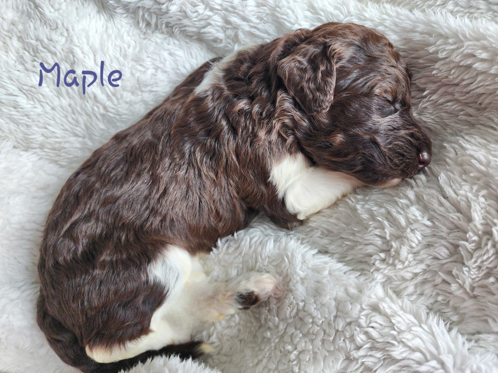 Bernedoodle Puppies (Standard Size) - 4 - 1767554992100_WhatsApp Image 2025-12-31 at 1