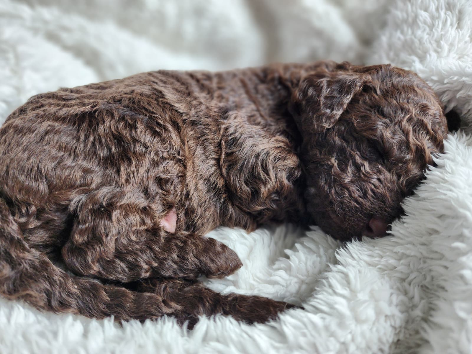 Bernedoodle Puppies (Standard Size) - 10 - 1767555110089_WhatsApp Image 2025-12-31 at 1