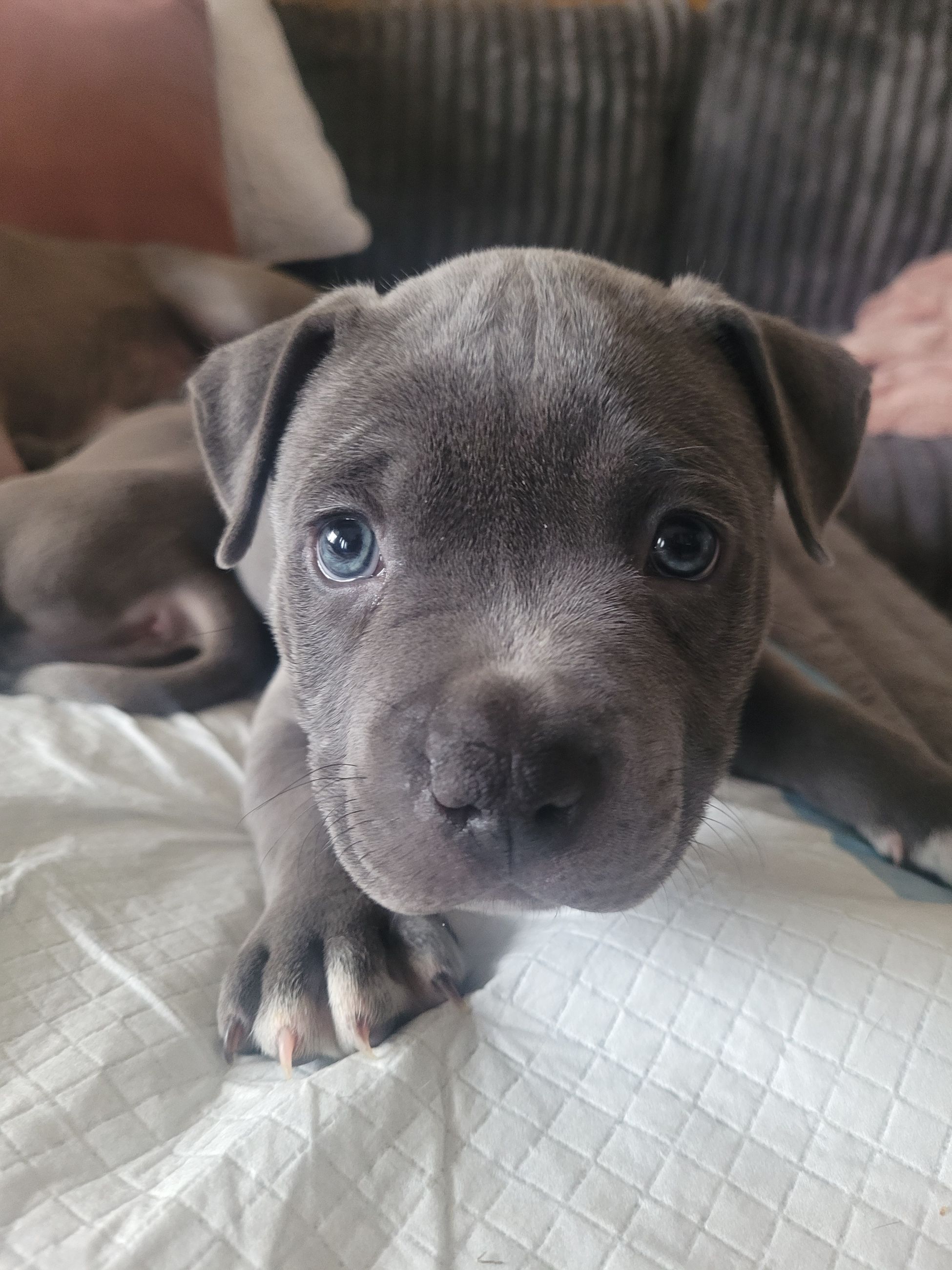 Blue nose American (Staffy) Staffordshire Terrier Puppies - 11 - 1767572174213_20260101_151612