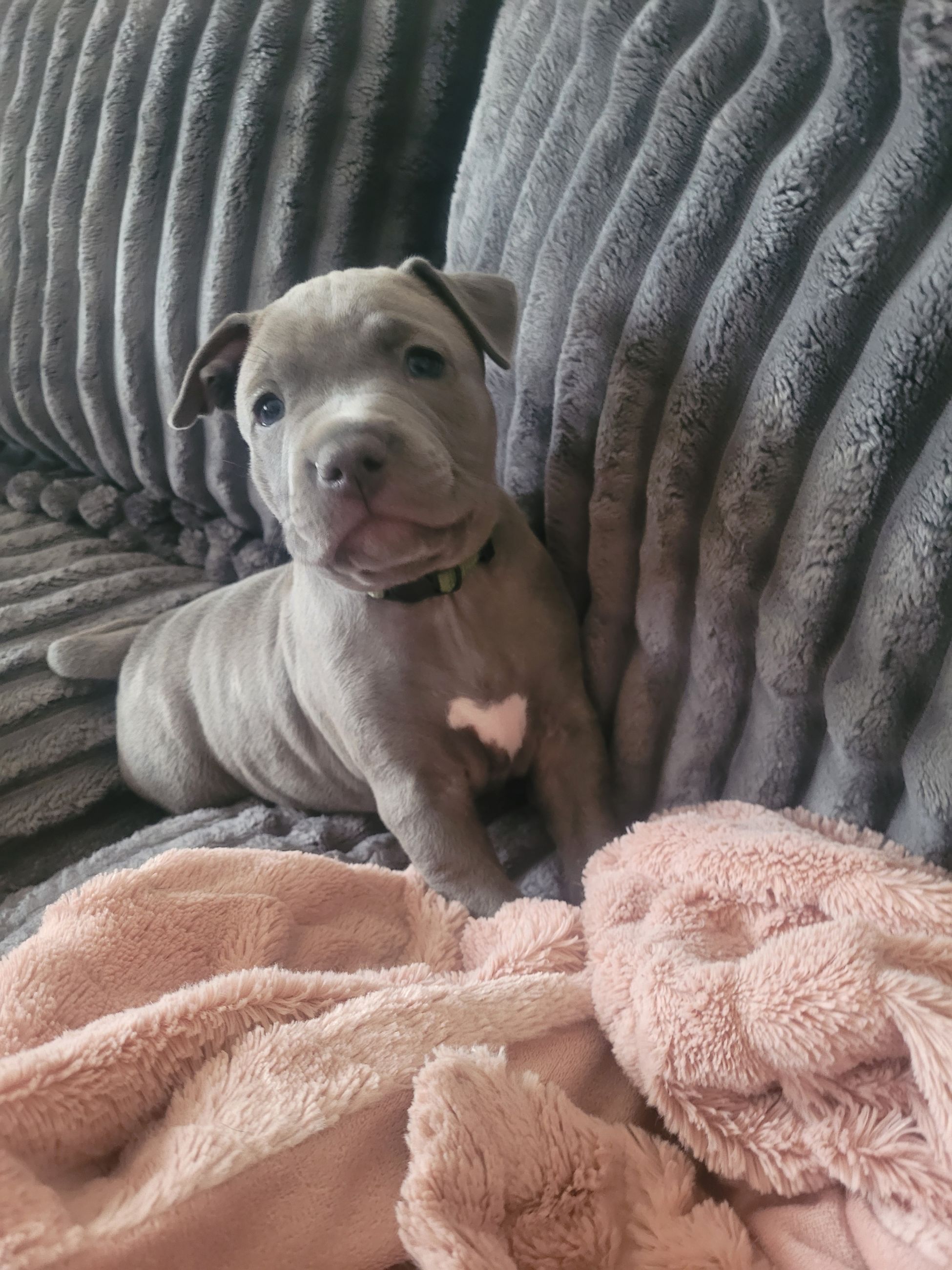 Blue nose American (Staffy) Staffordshire Terrier Puppies - 12 - 1767572174226_20260101_145556