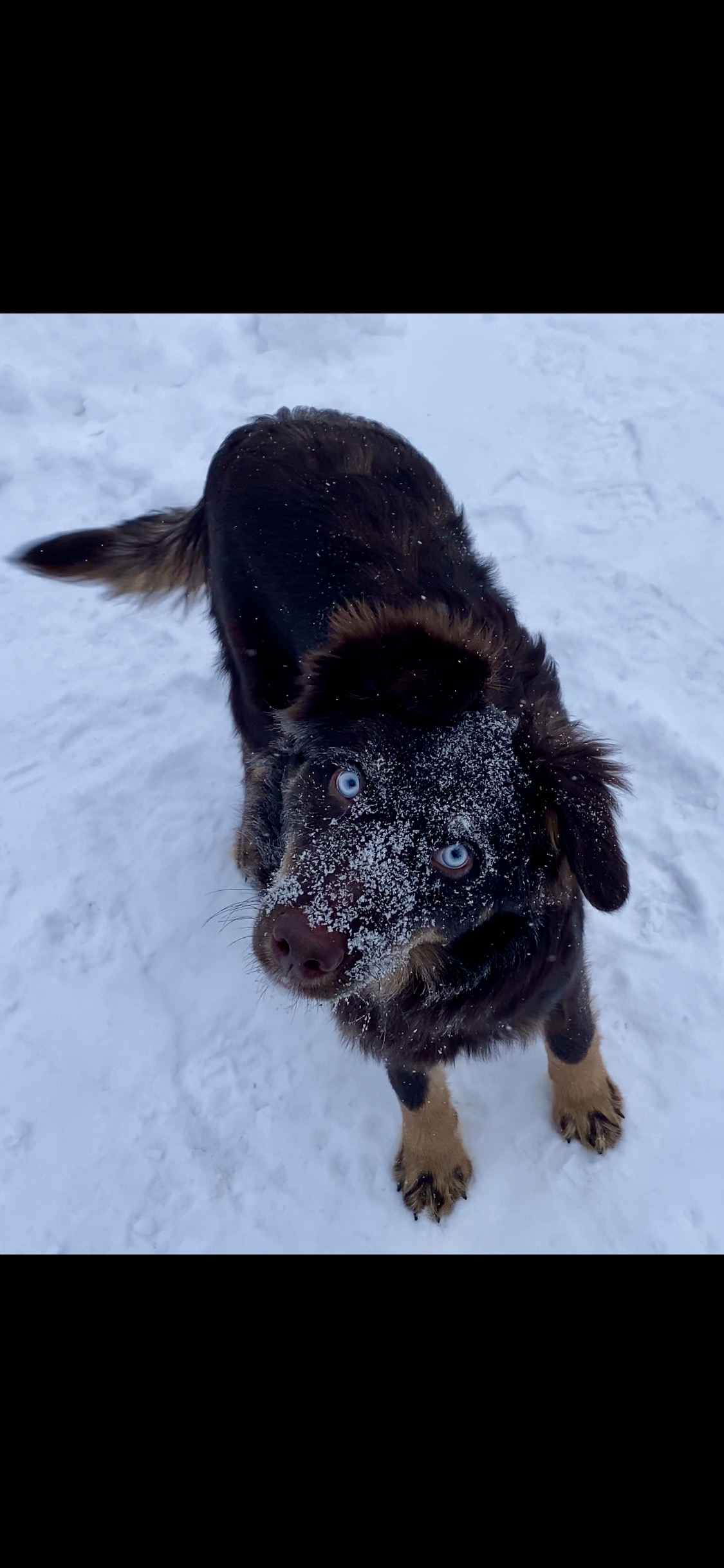 Australian Shepherd Pups - 7 - 1767588209996_IMG_9153