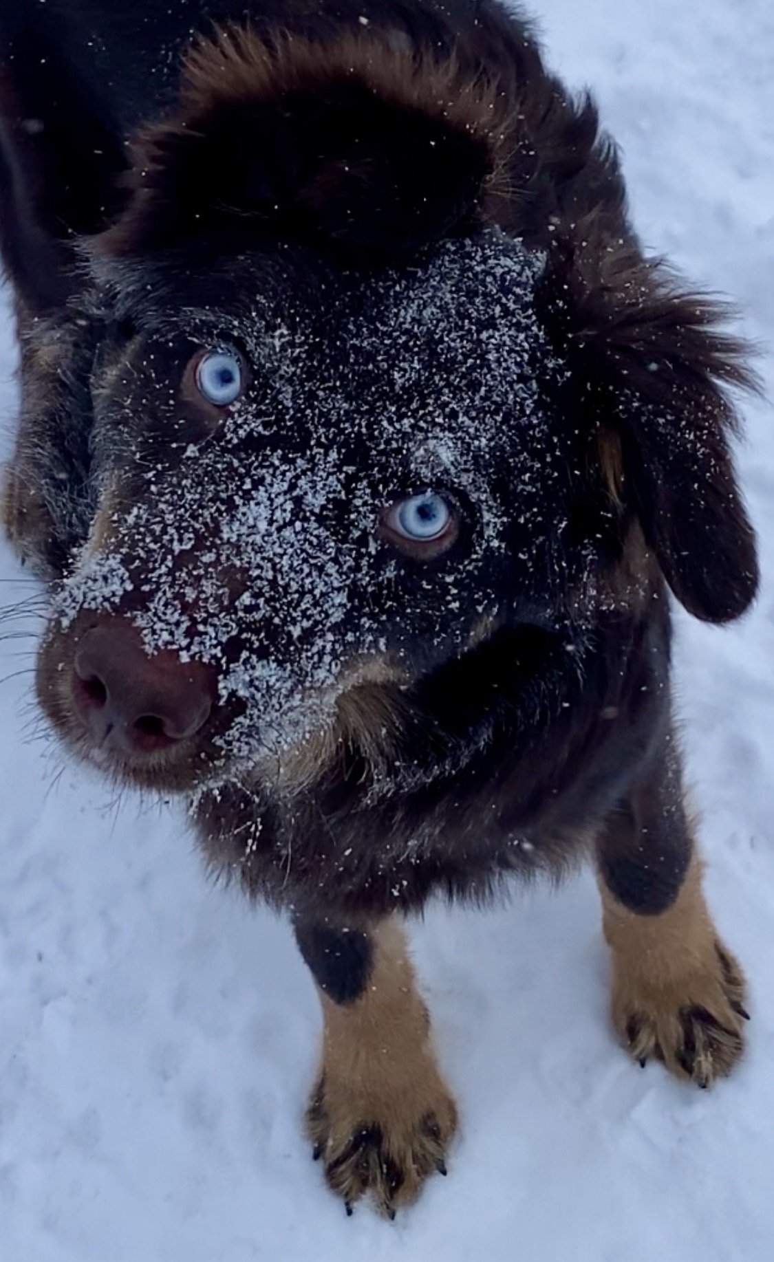 Australian Shepherd Pups - 9 - 1767588209996_IMG_9154