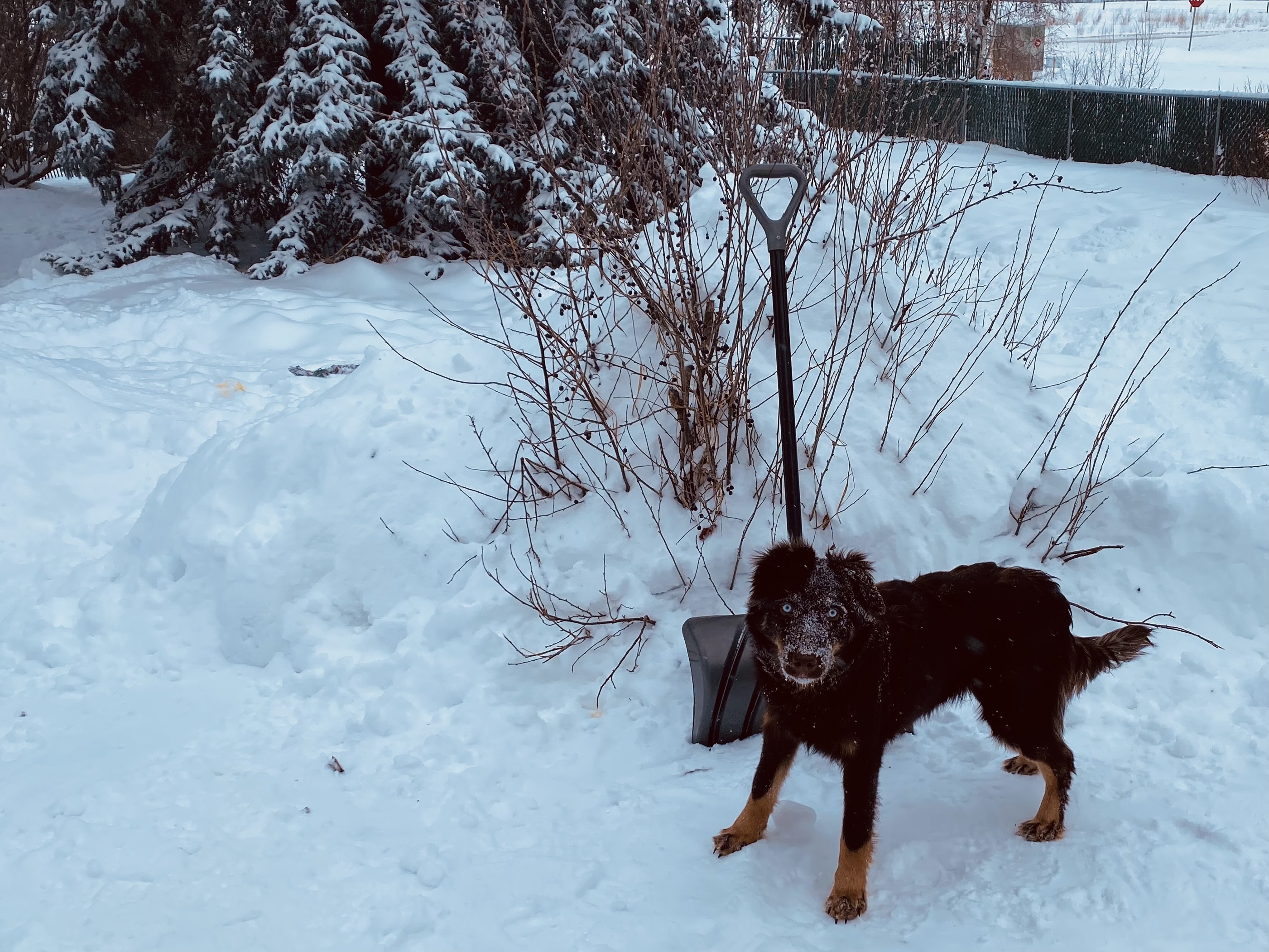 Australian Shepherd Pups - 8 - 1767588210813_IMG_9151