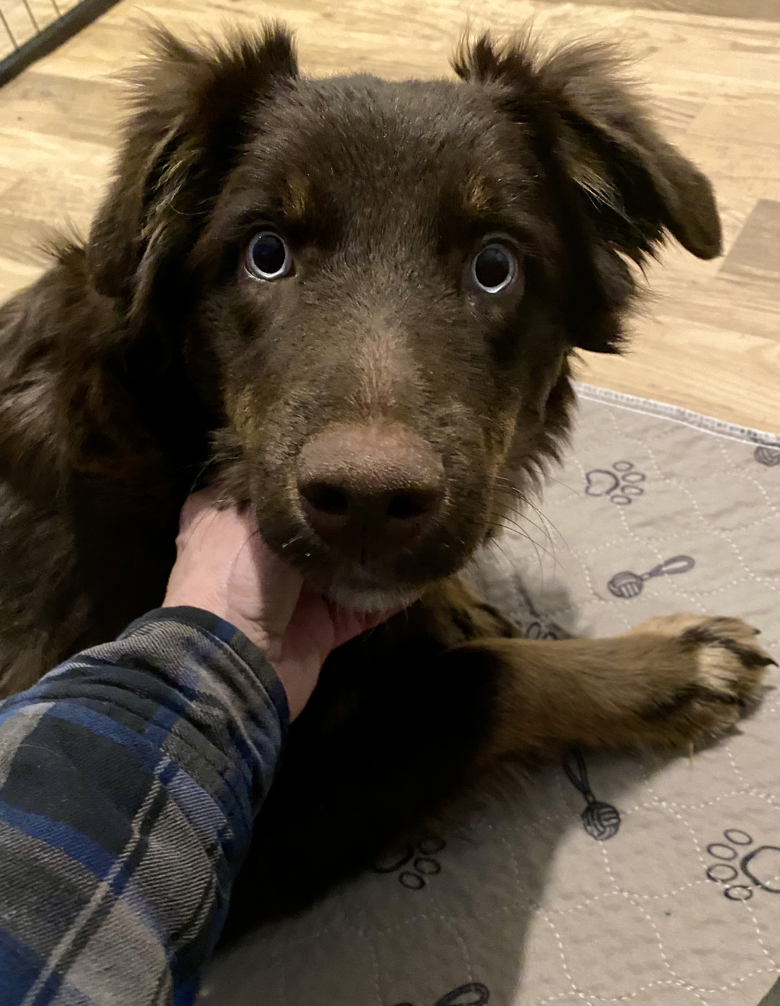 Australian Shepherd Pups - 10 - 1767588210870_IMG_9117