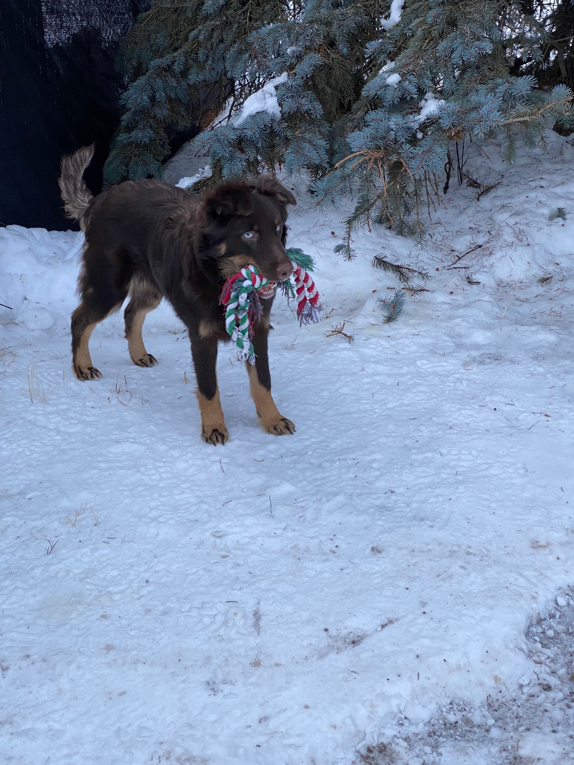 Australian Shepherd Pups - 6 - 1767588210943_IMG_9192