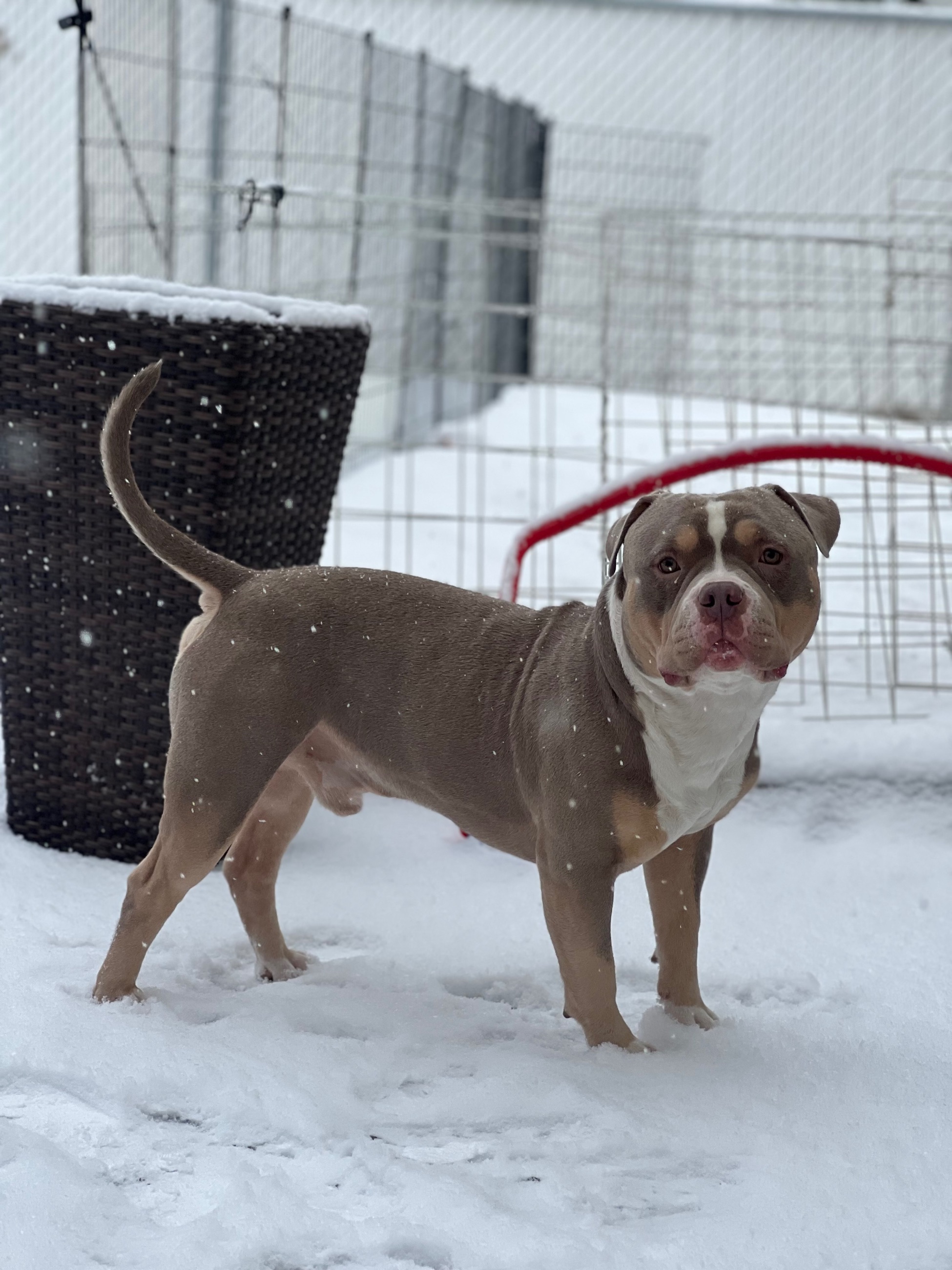 Photo of Pocket bully male 