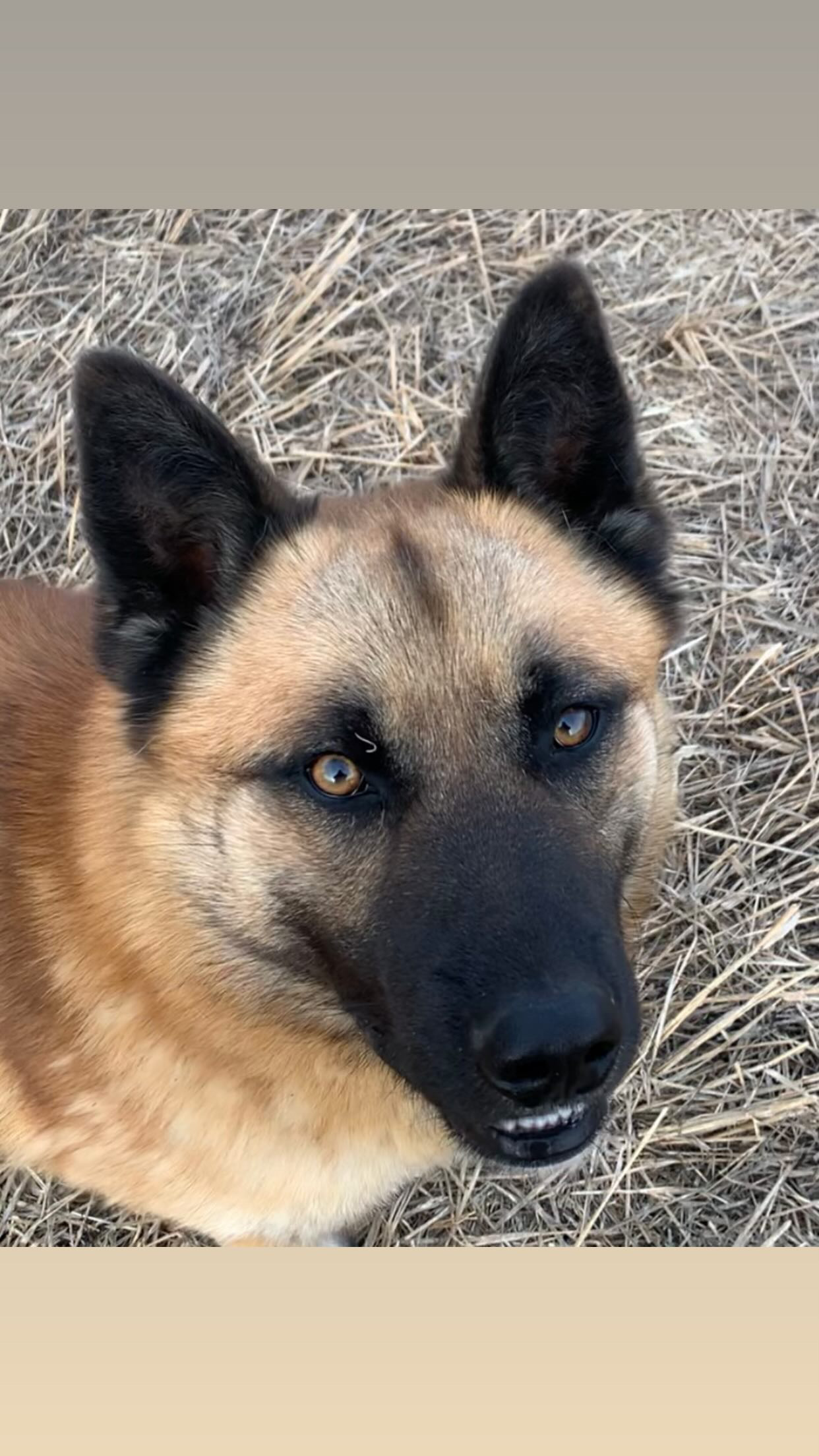 Photo of Handsome Husky shepherd