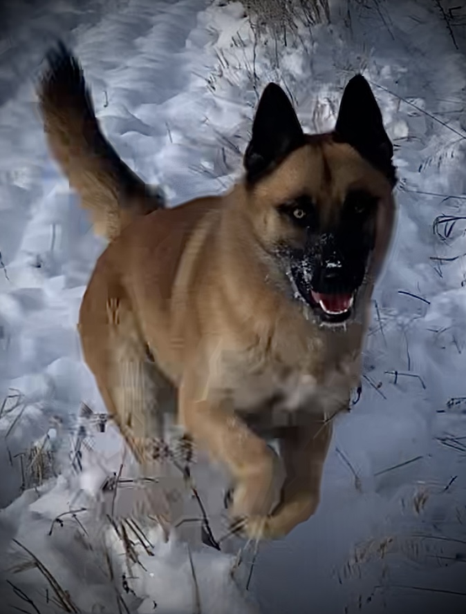 Handsome Husky shepherd - 2 - 1767732856978_IMG_2872