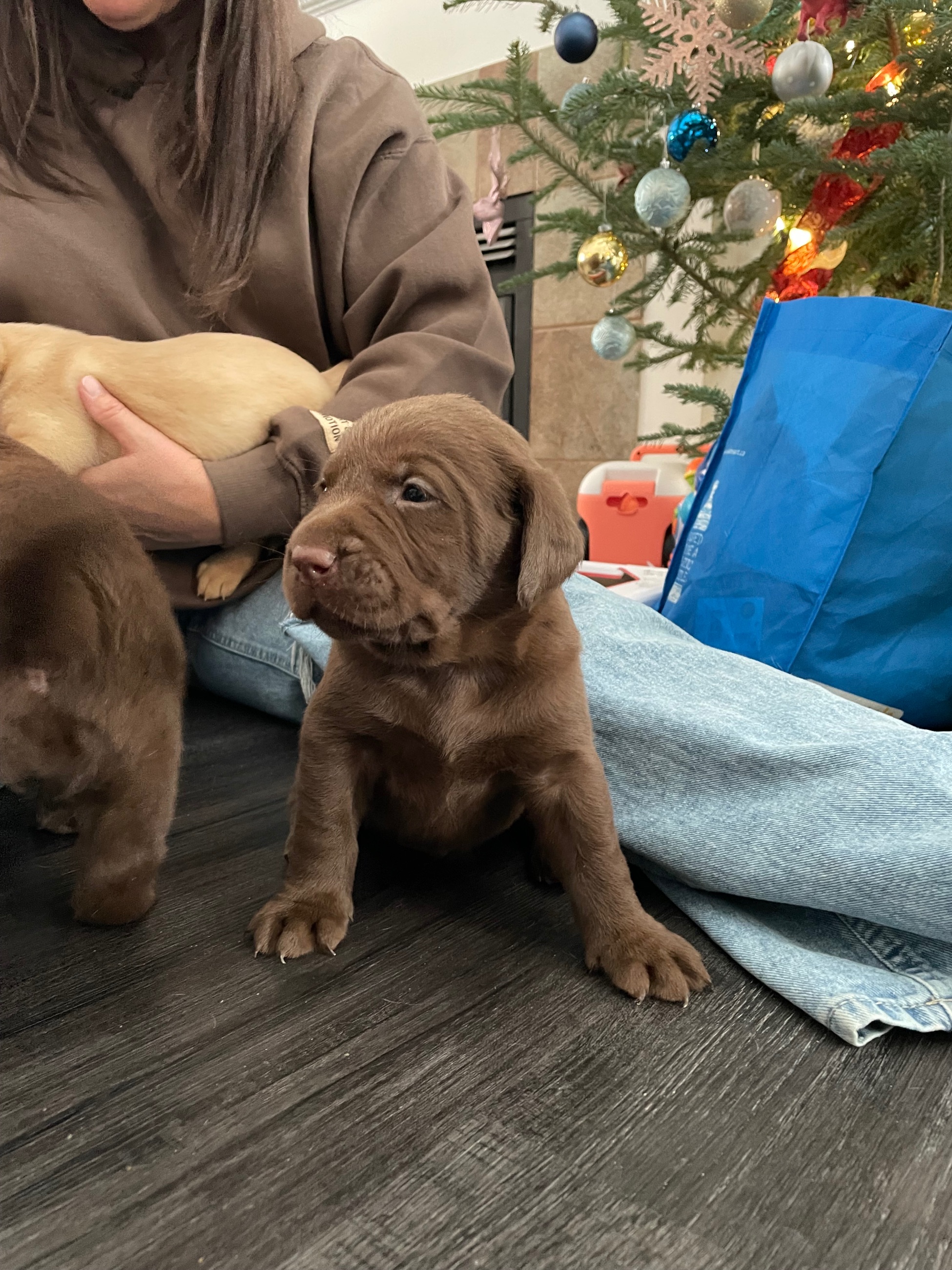 Photo of Chocolate Lab Puppies