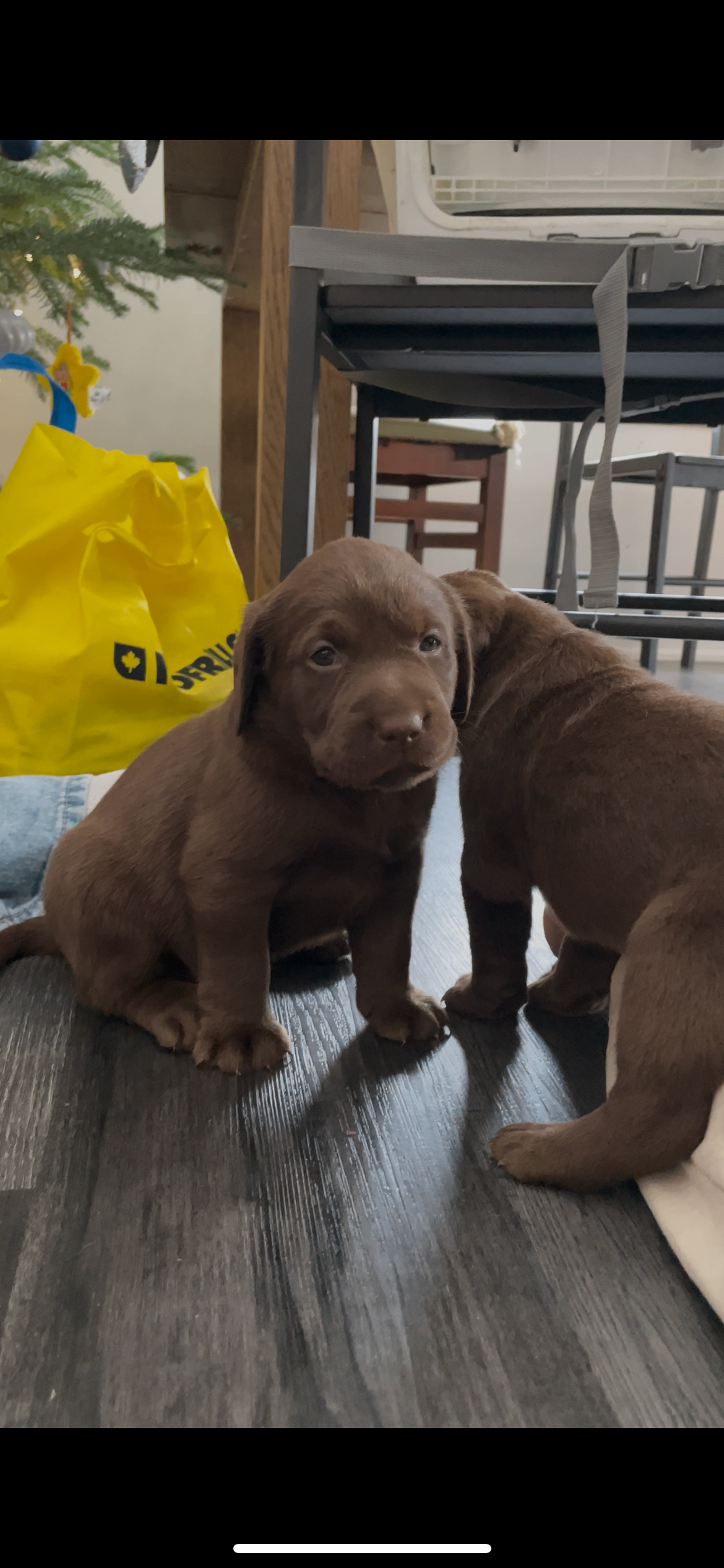 Photo of Chocolate Lab Puppies