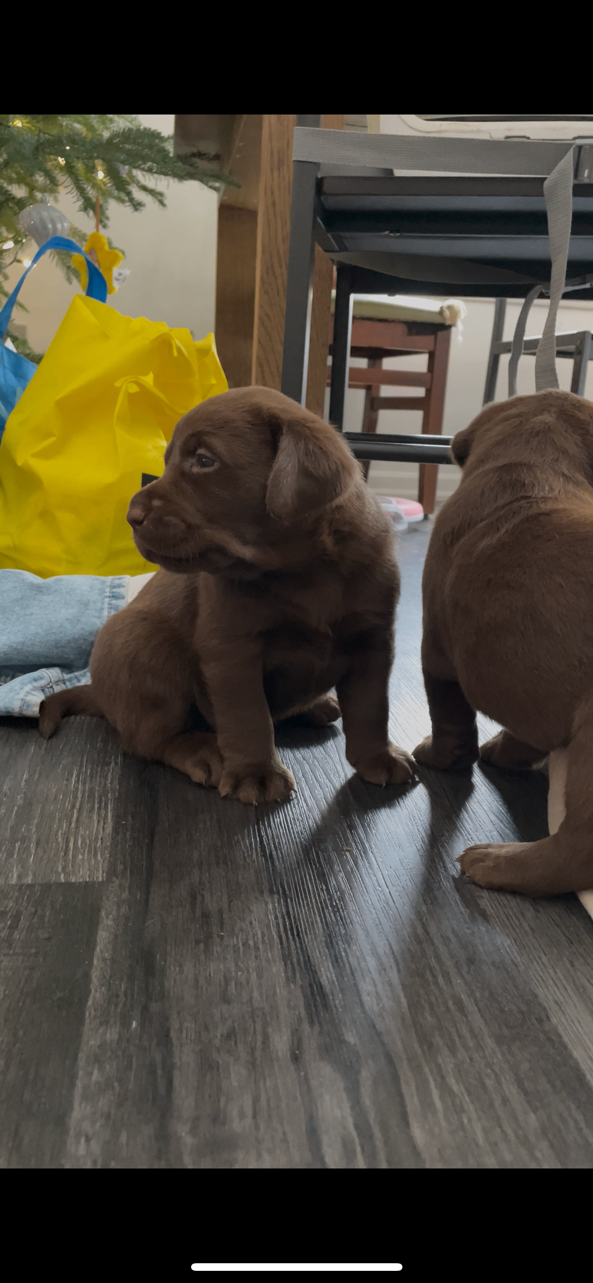 Photo of Chocolate Lab Puppies