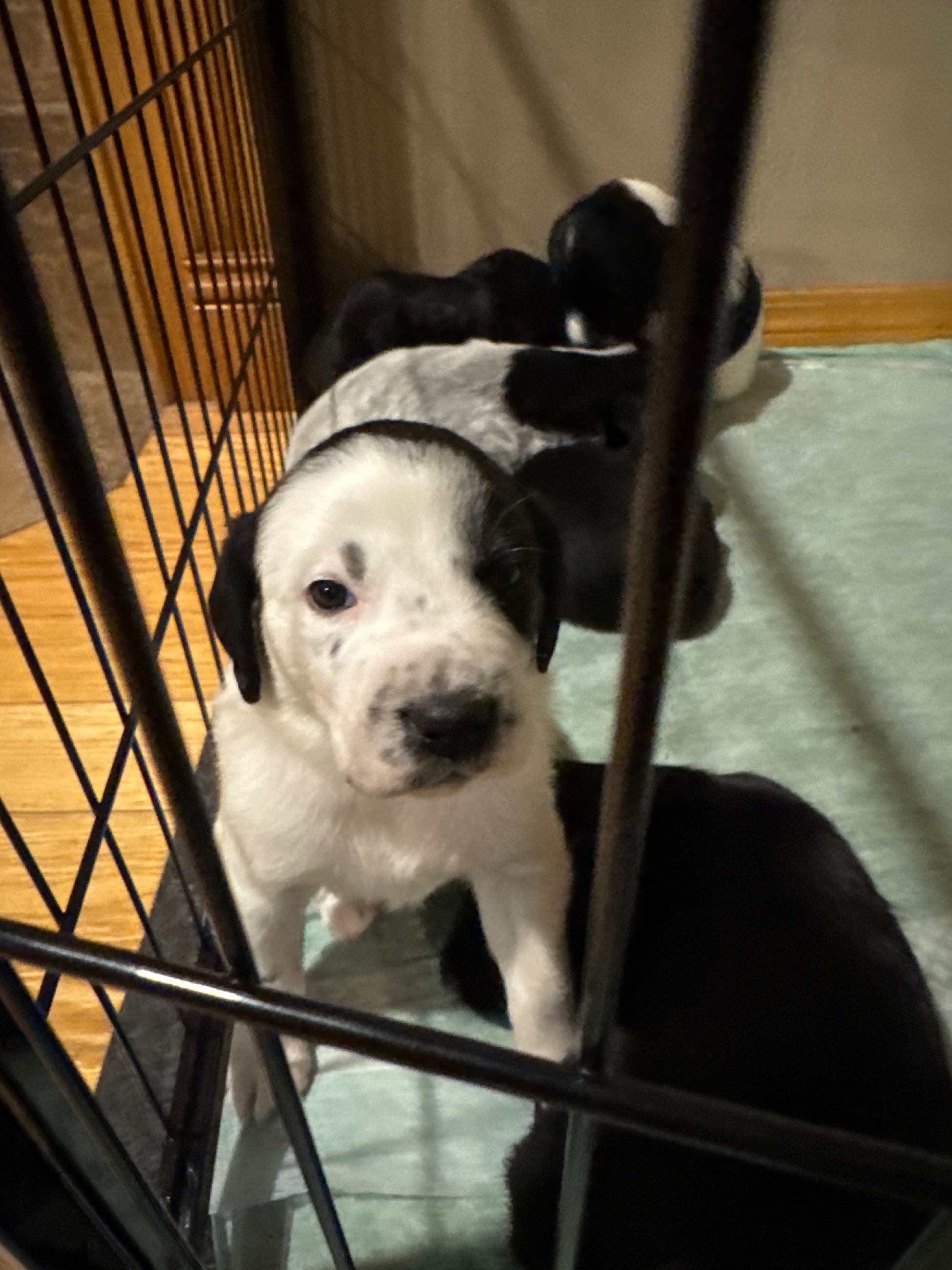 Photo of Puppies for sale