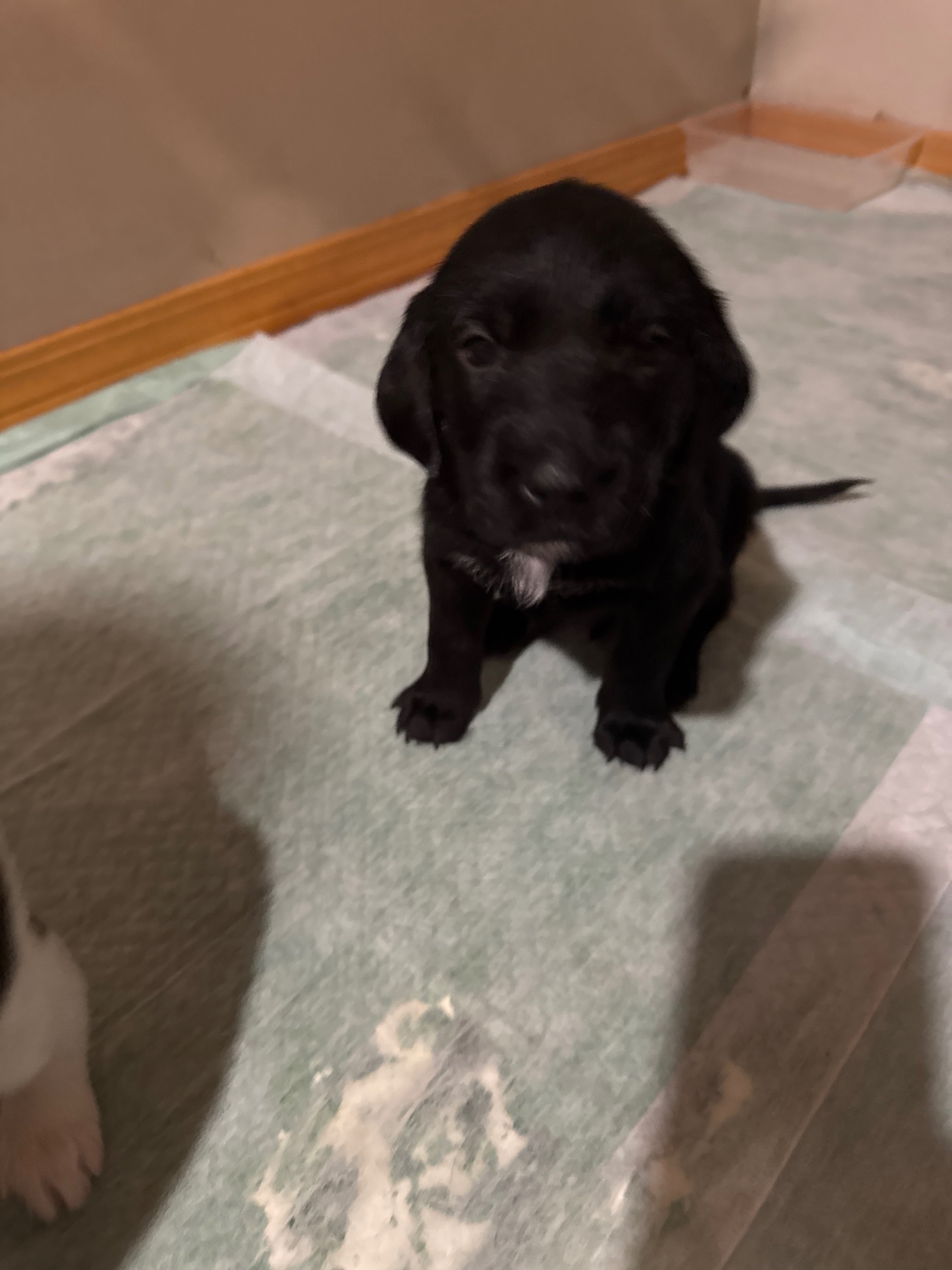 Photo of Puppies for sale