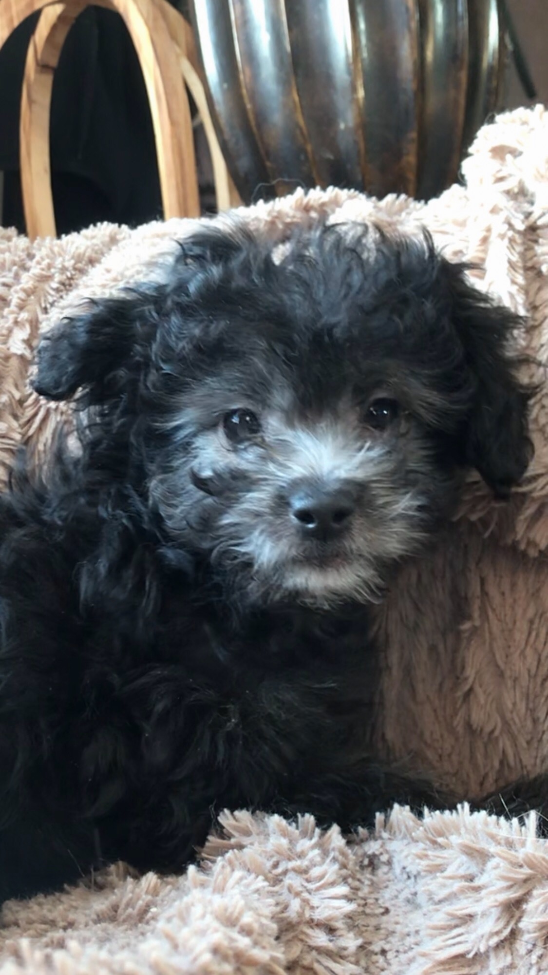 Photo of Gorgeous Shih Poo/ Chinese Crested Chi Poo Puppies 