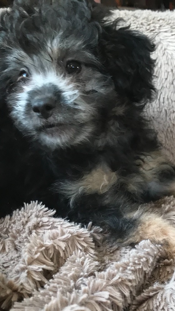 Gorgeous Shih Poo/ Chinese Crested Chi Poo Puppies  - 3 - 1767762026376_IMG_3440