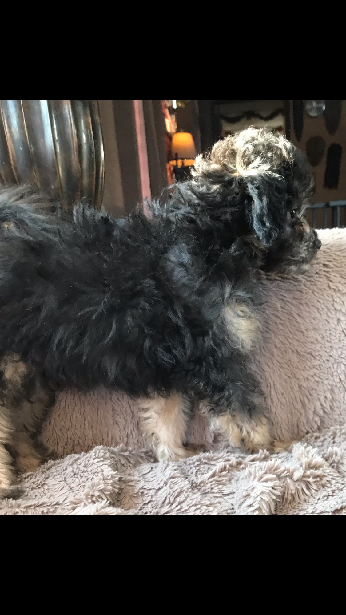 Gorgeous Shih Poo/ Chinese Crested Chi Poo Puppies  - 4 - 1767762026376_IMG_3441