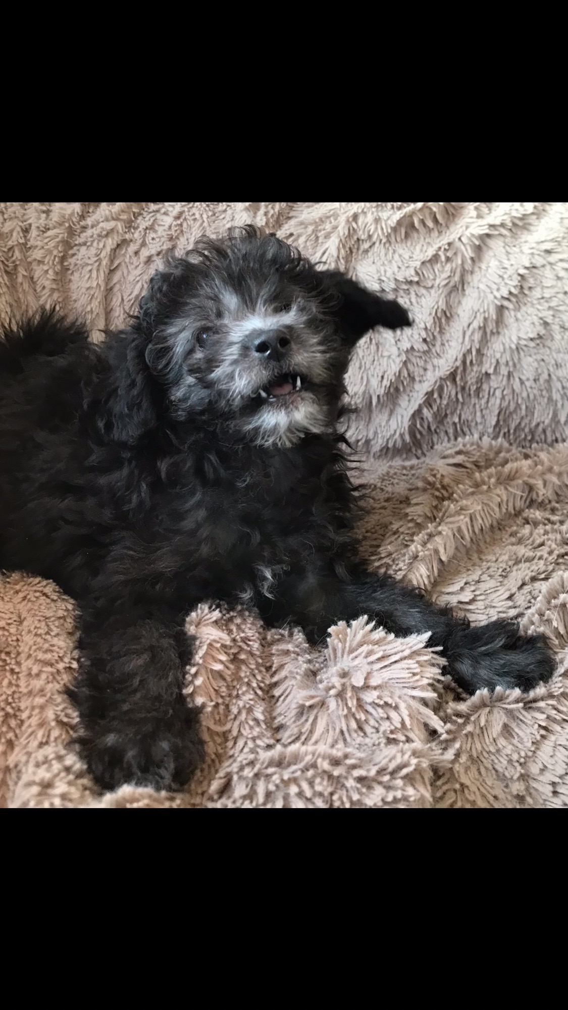 Gorgeous Shih Poo/ Chinese Crested Chi Poo Puppies  - 2 - 1767762026376_IMG_3446