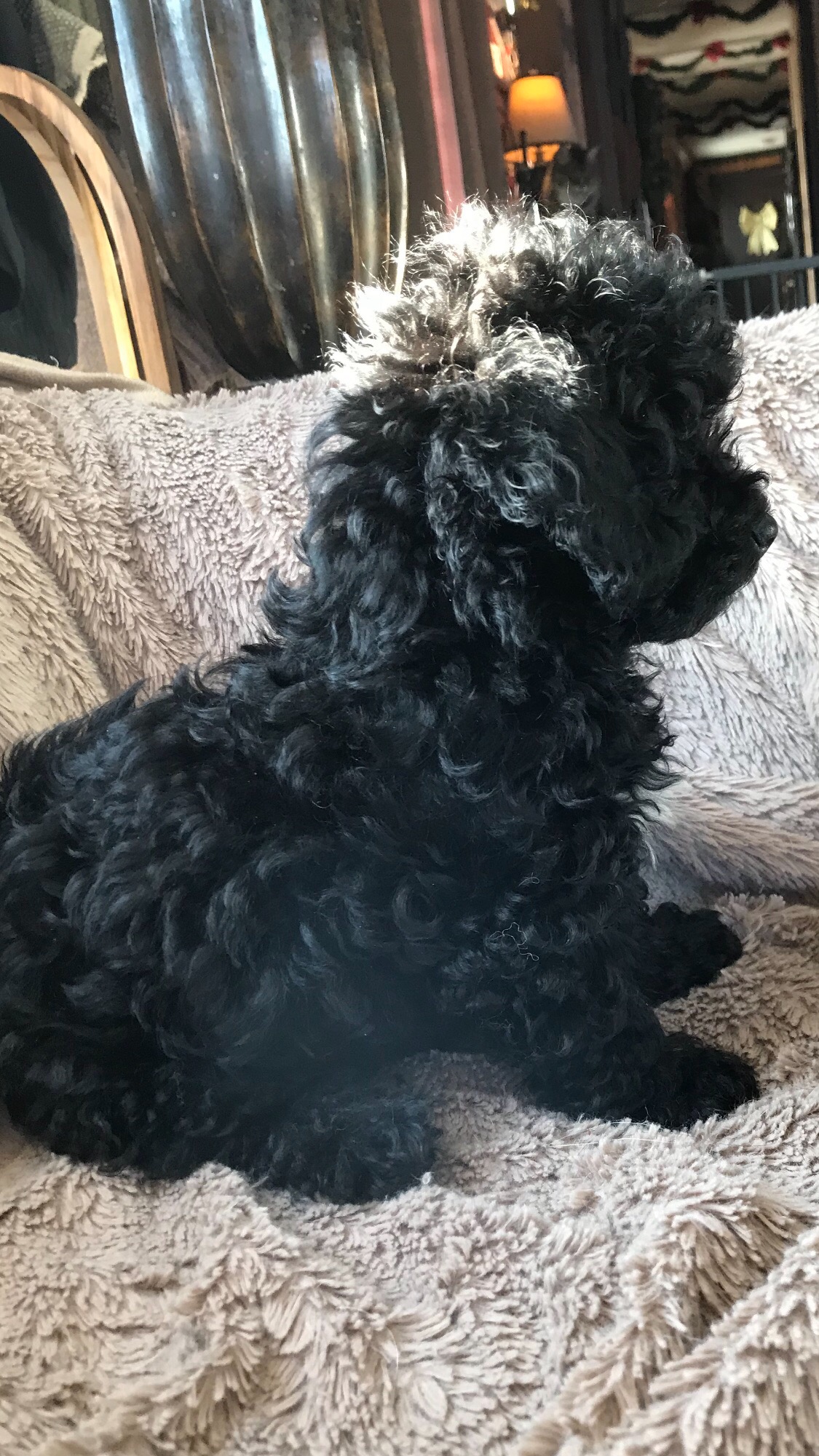 Gorgeous Shih Poo/ Chinese Crested Chi Poo Puppies  - 6 - 1767762026954_IMG_3449