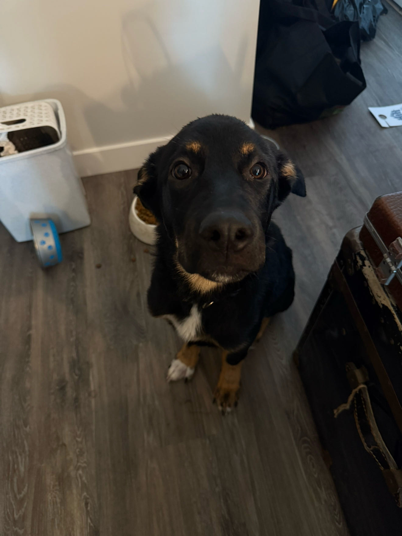 Photo of German shepherd mixed with husky 