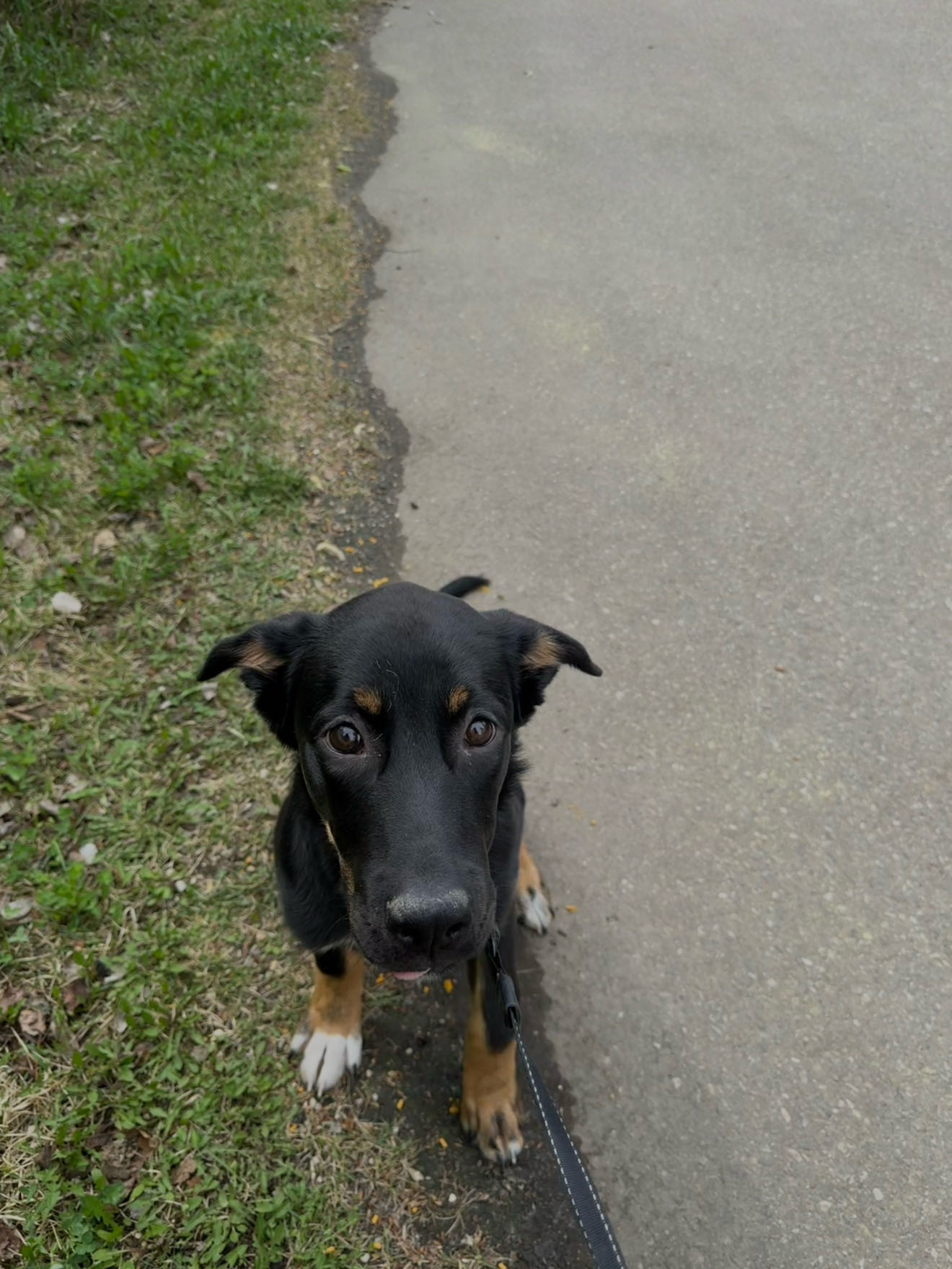 Photo of German shepherd mixed with husky 