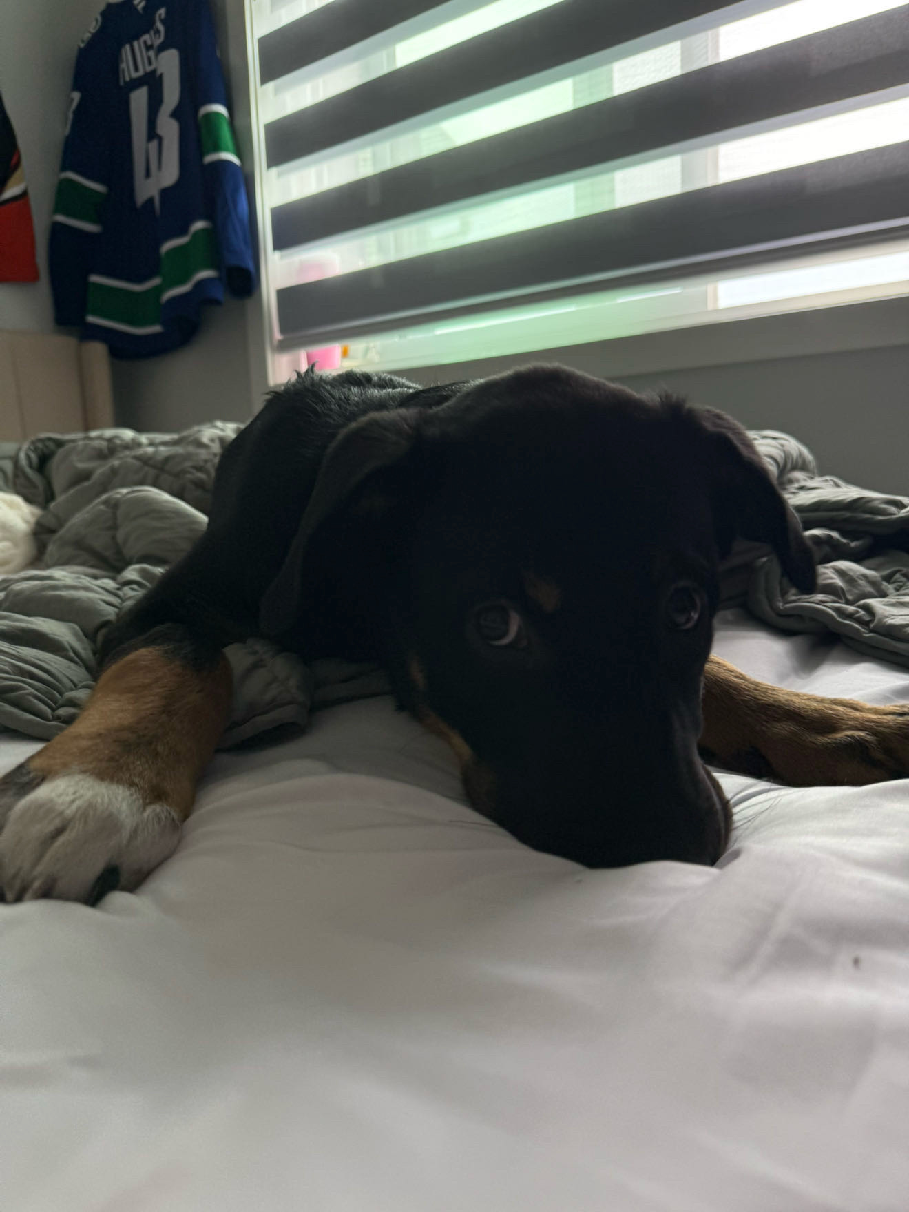 Photo of German shepherd mixed with husky 