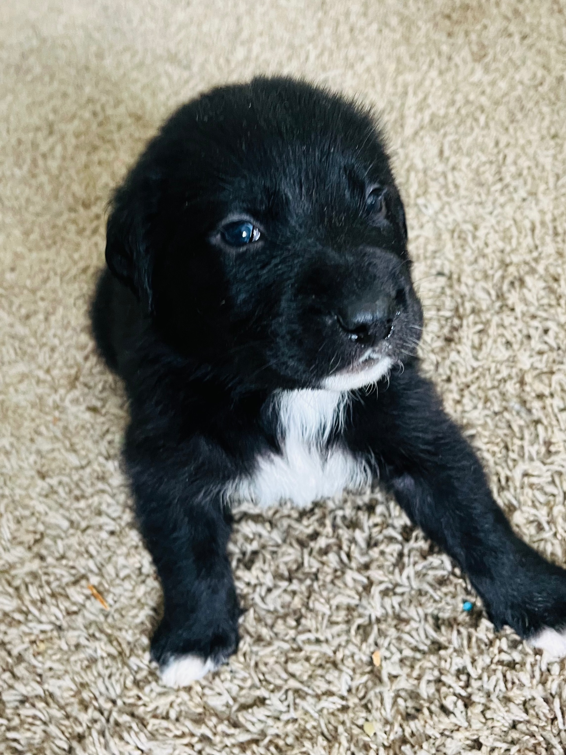 Photo of Pyrenees/Lab Puppies