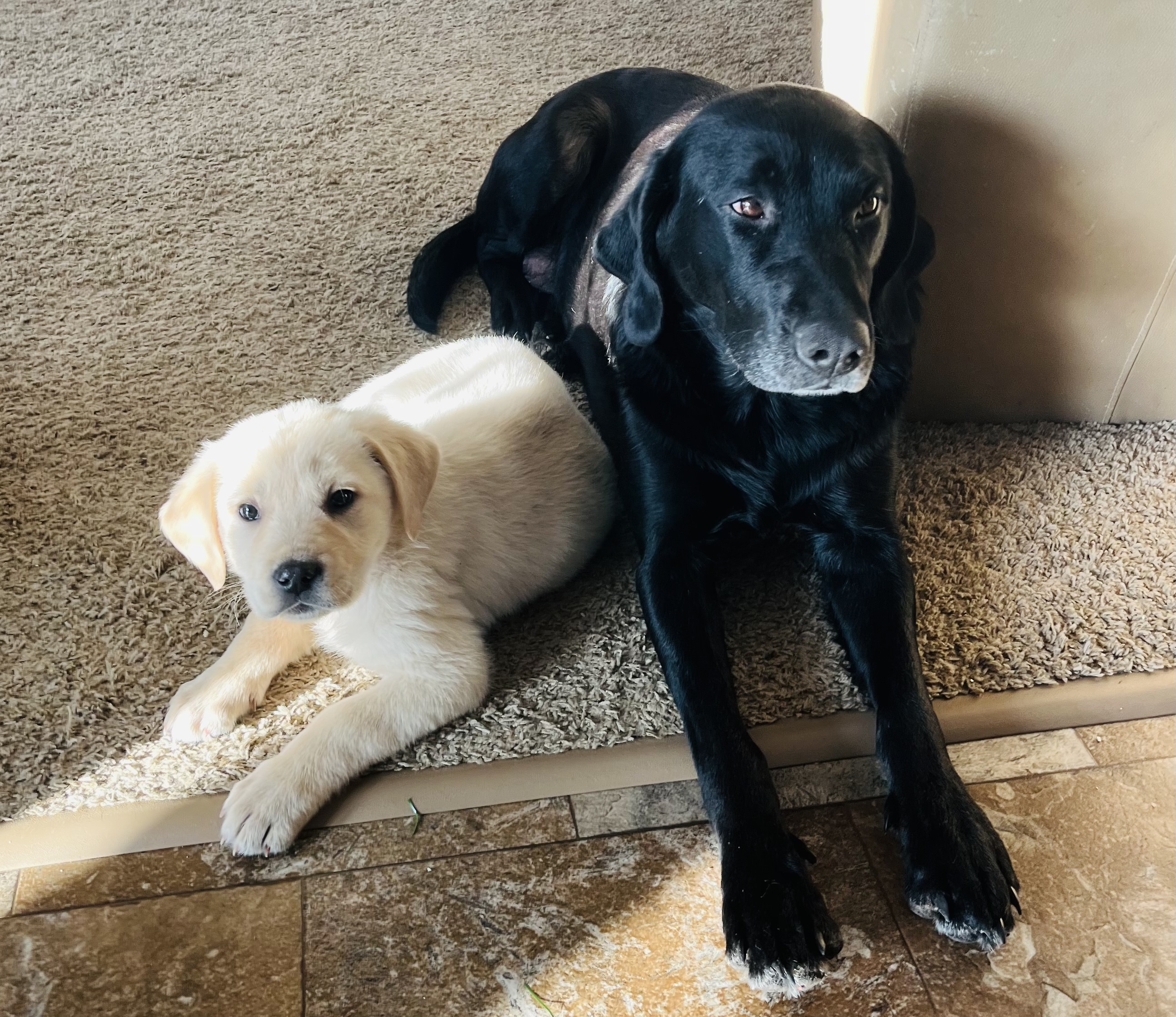 Photo of Pyrenees/Lab Puppies