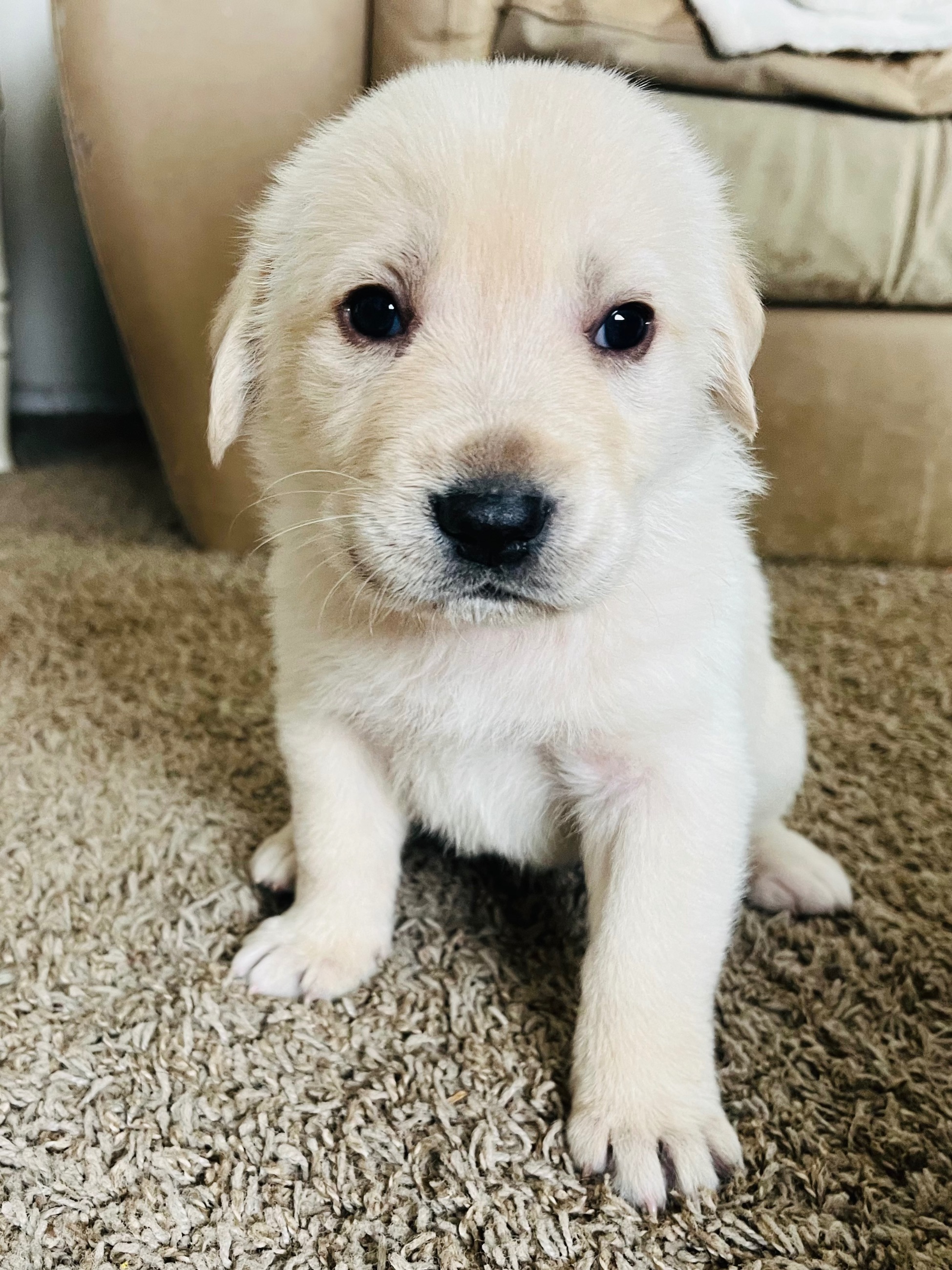 Photo of Pyrenees/Lab Puppies