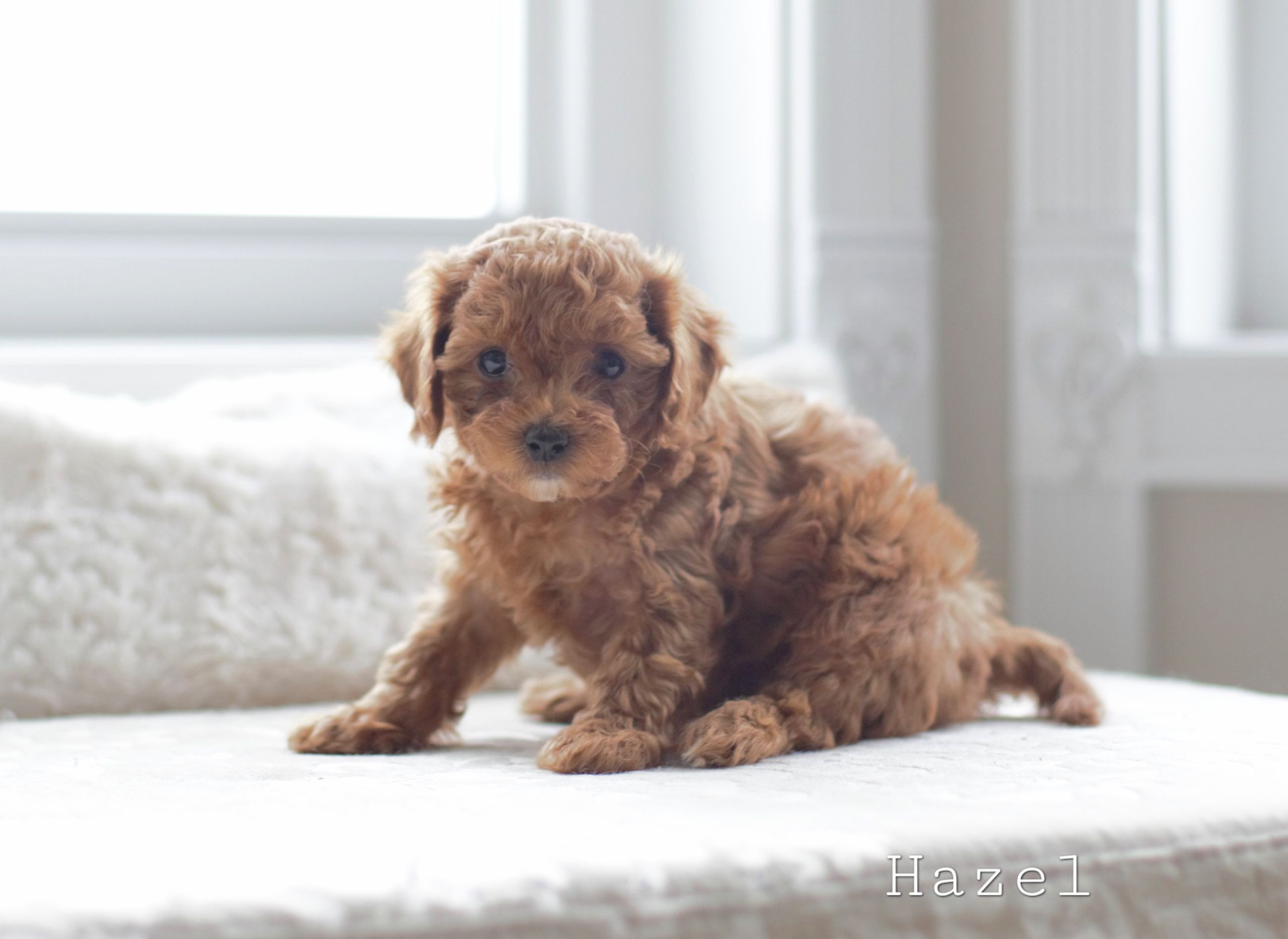 Photo of Toy poodle 