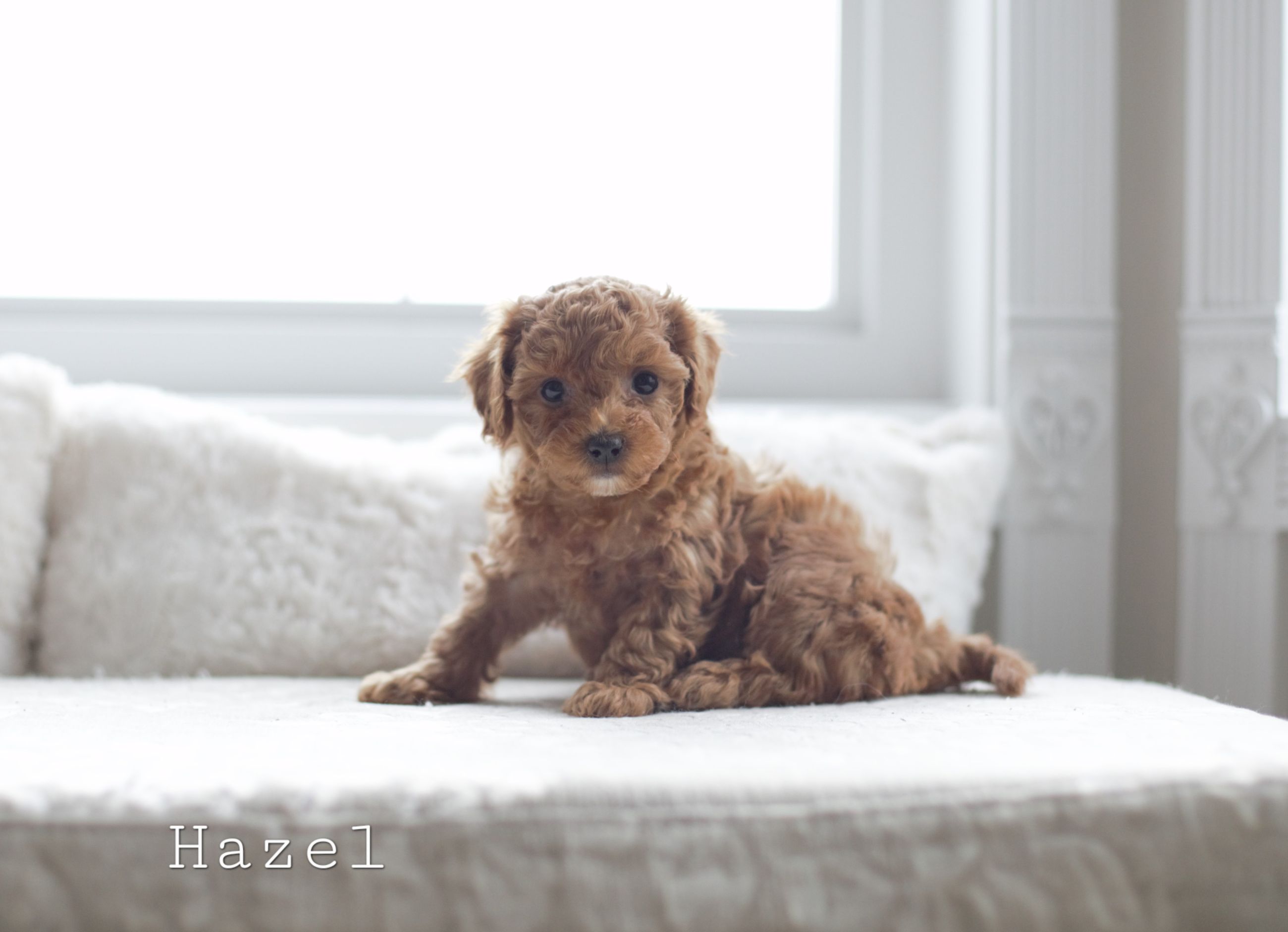 Toy poodle  - 4 - 1767817302988_3M5A5643