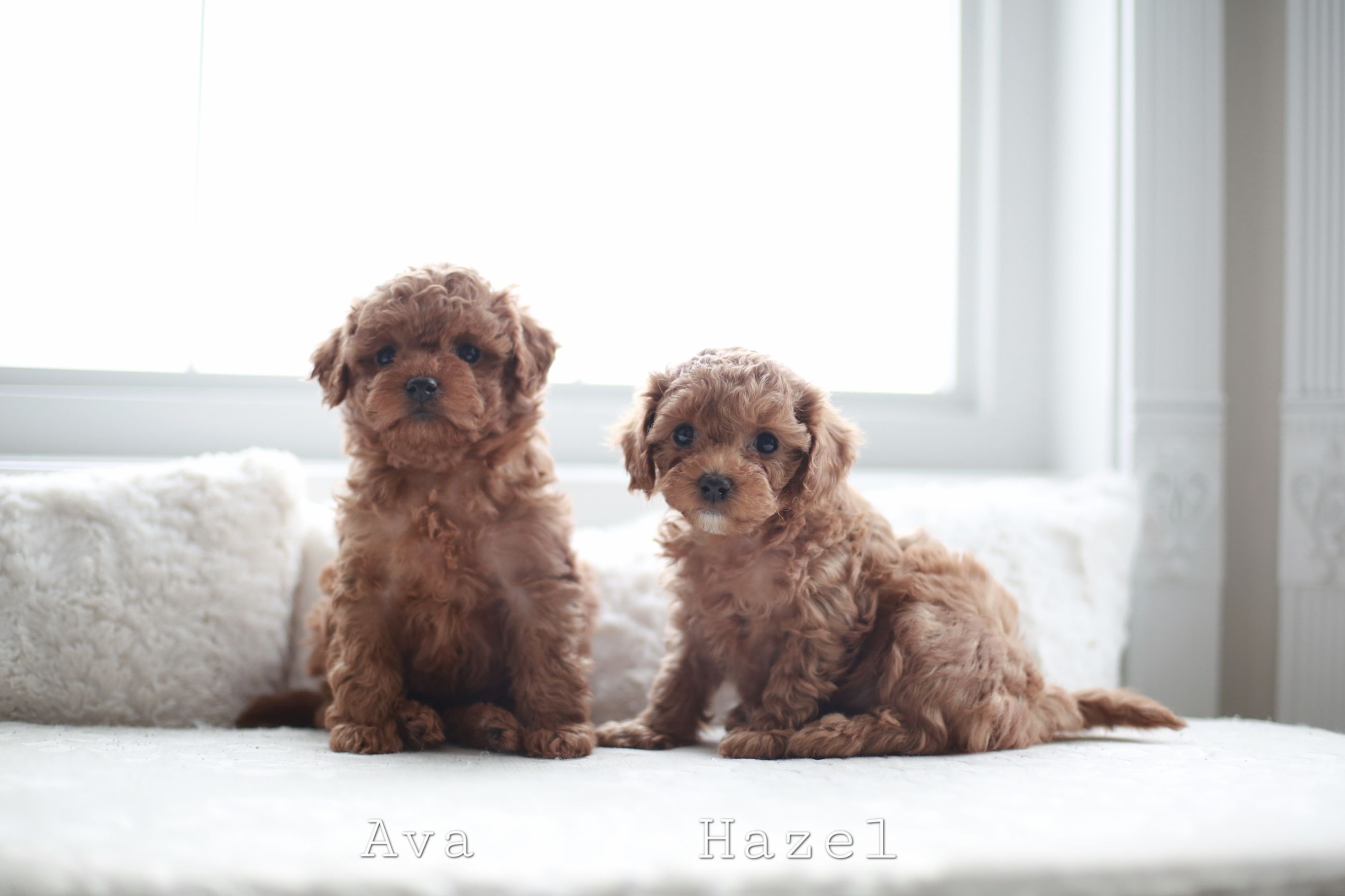 Toy poodle  - 2 - 1767817303045_3M5A5830