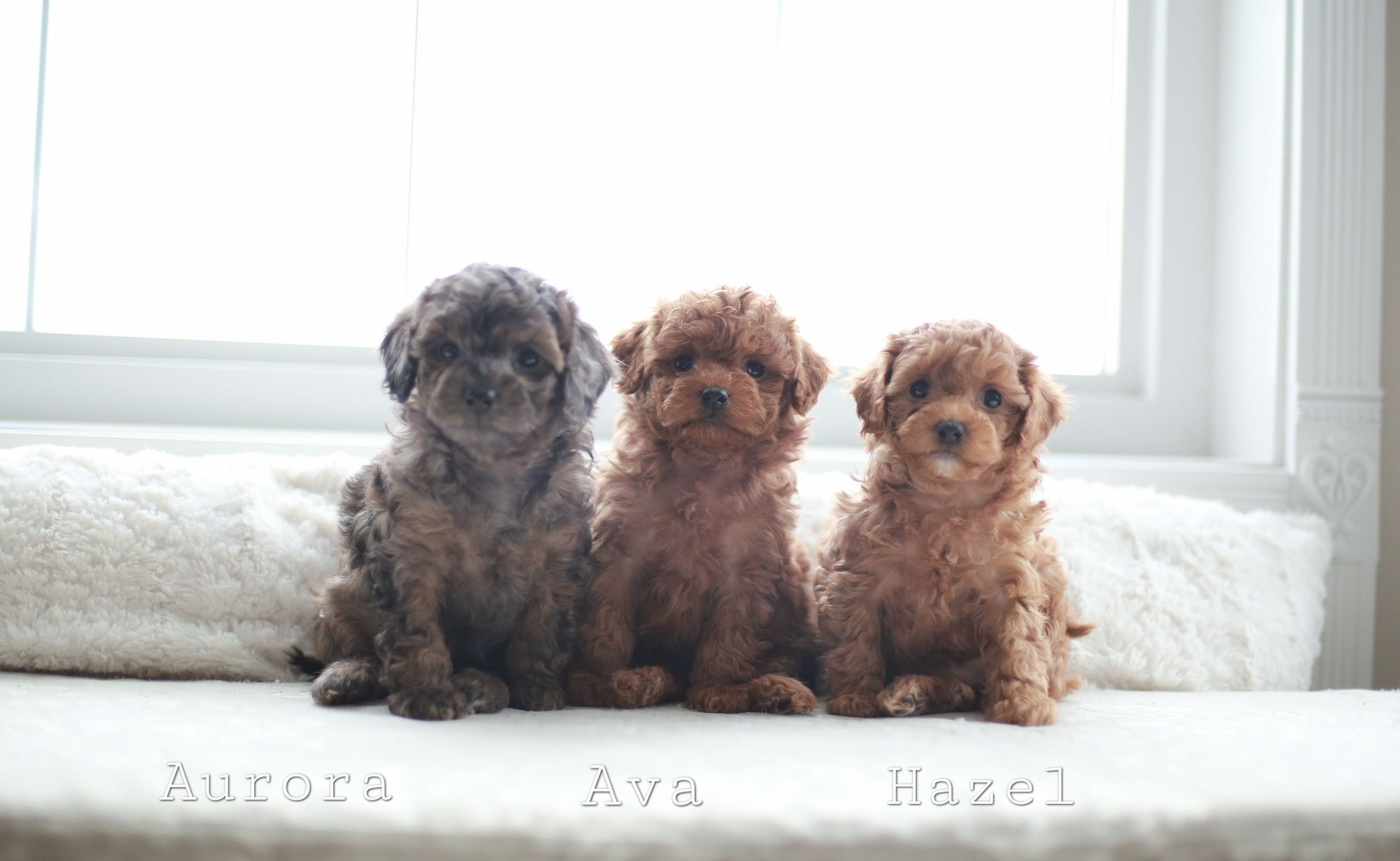 Toy poodle  - 3 - 1767817303064_3M5A5890