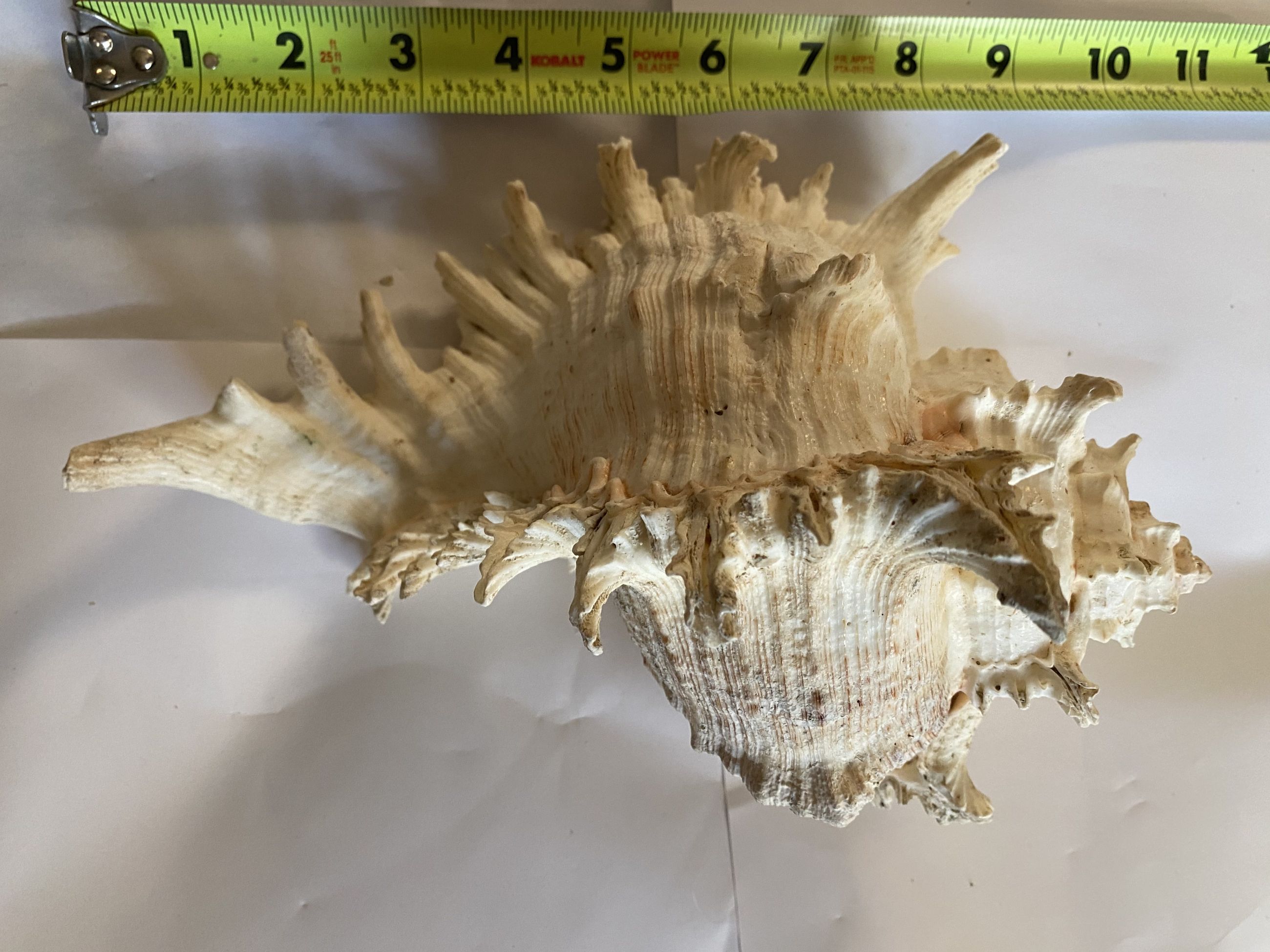 Photo of HUGE XL Murex Ramosus Conch Shell – 8–9” (Real Natural Seashell)
