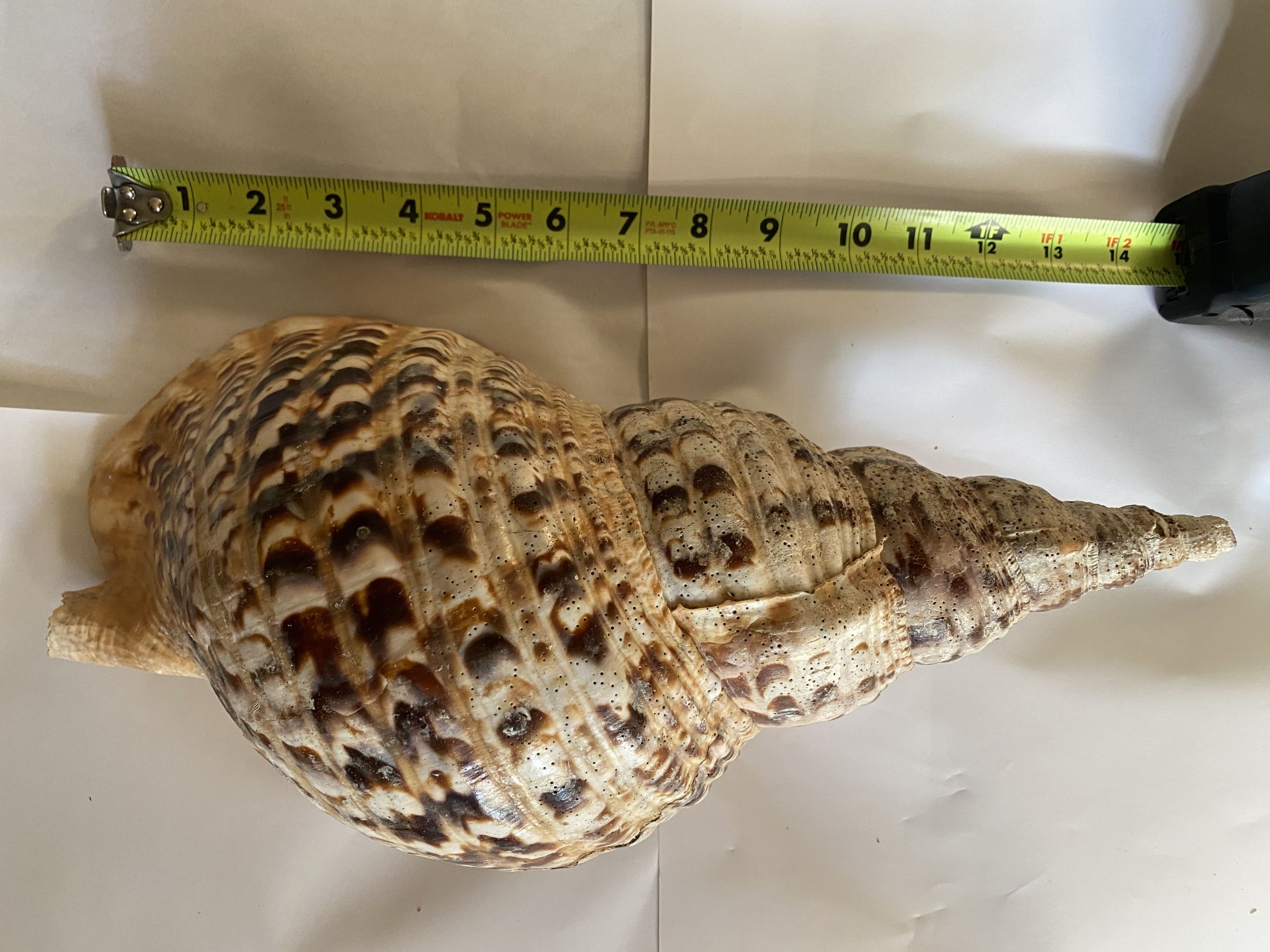 Photo of Extra Large Decorative Seashell – 15” – Excellent Condition