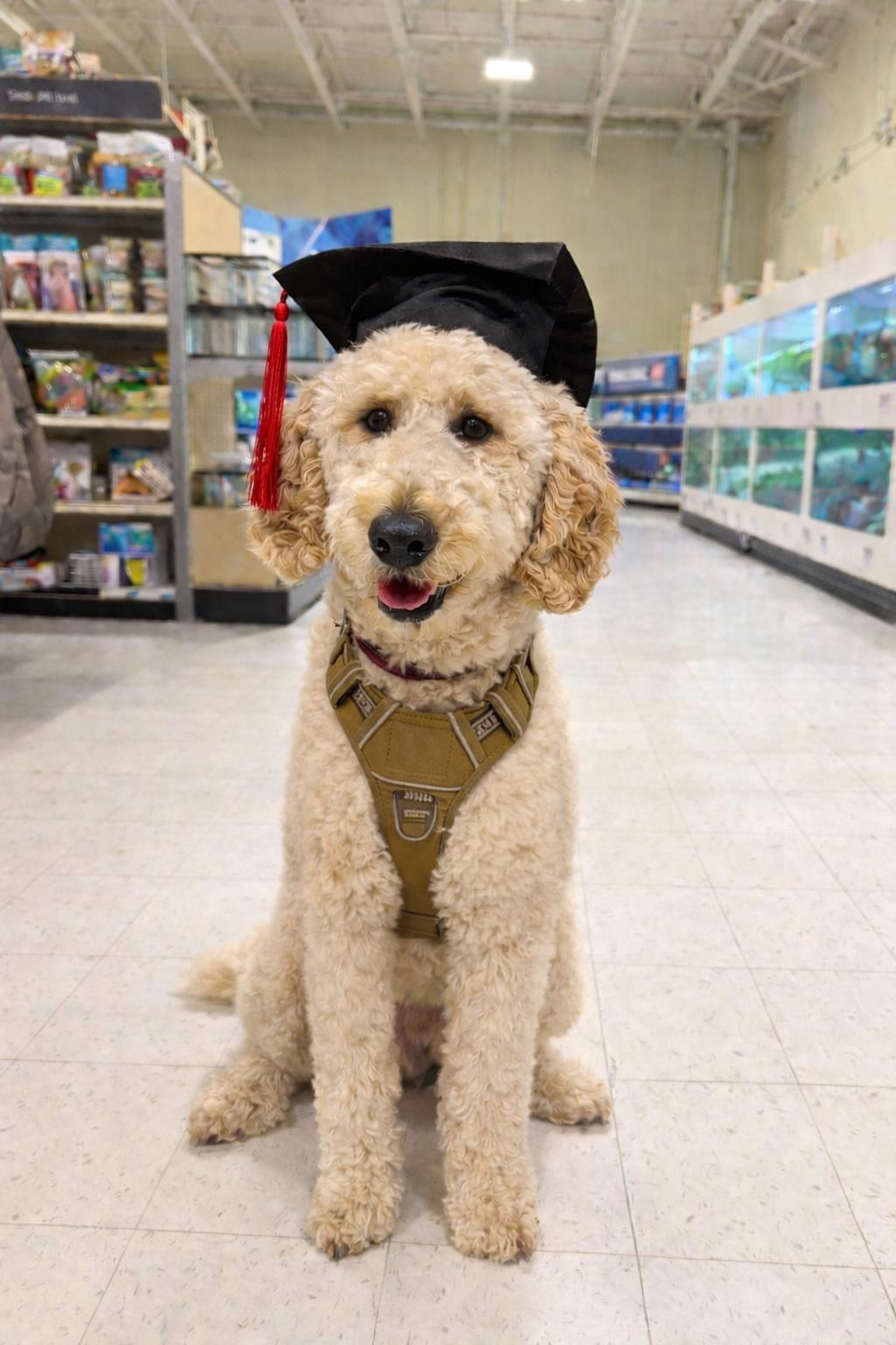 Purebred Satandard Poodle Puppies - 6 - 1767851759399_f12cdc8d-0671-4c33-b98c-c8578d8be8e0