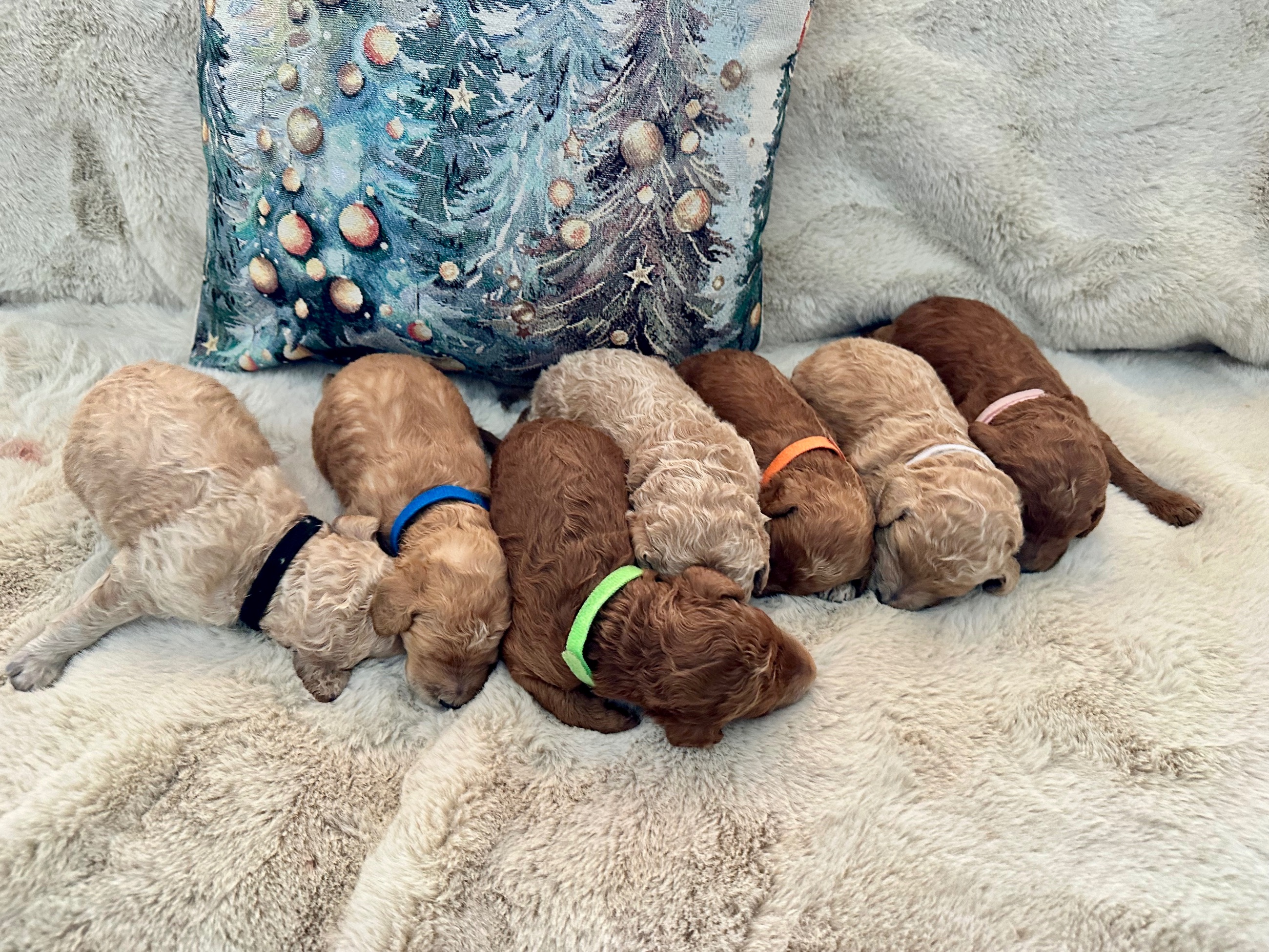 Purebred Satandard Poodle Puppies - 4 - 1767851760083_A867A706-7425-4746-B5E1-F5E0BD7FF544