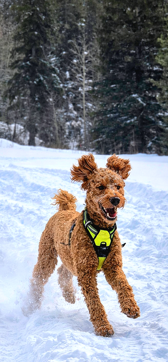 Purebred Satandard Poodle Puppies - 5 - 1767851760614_3918912039522724382