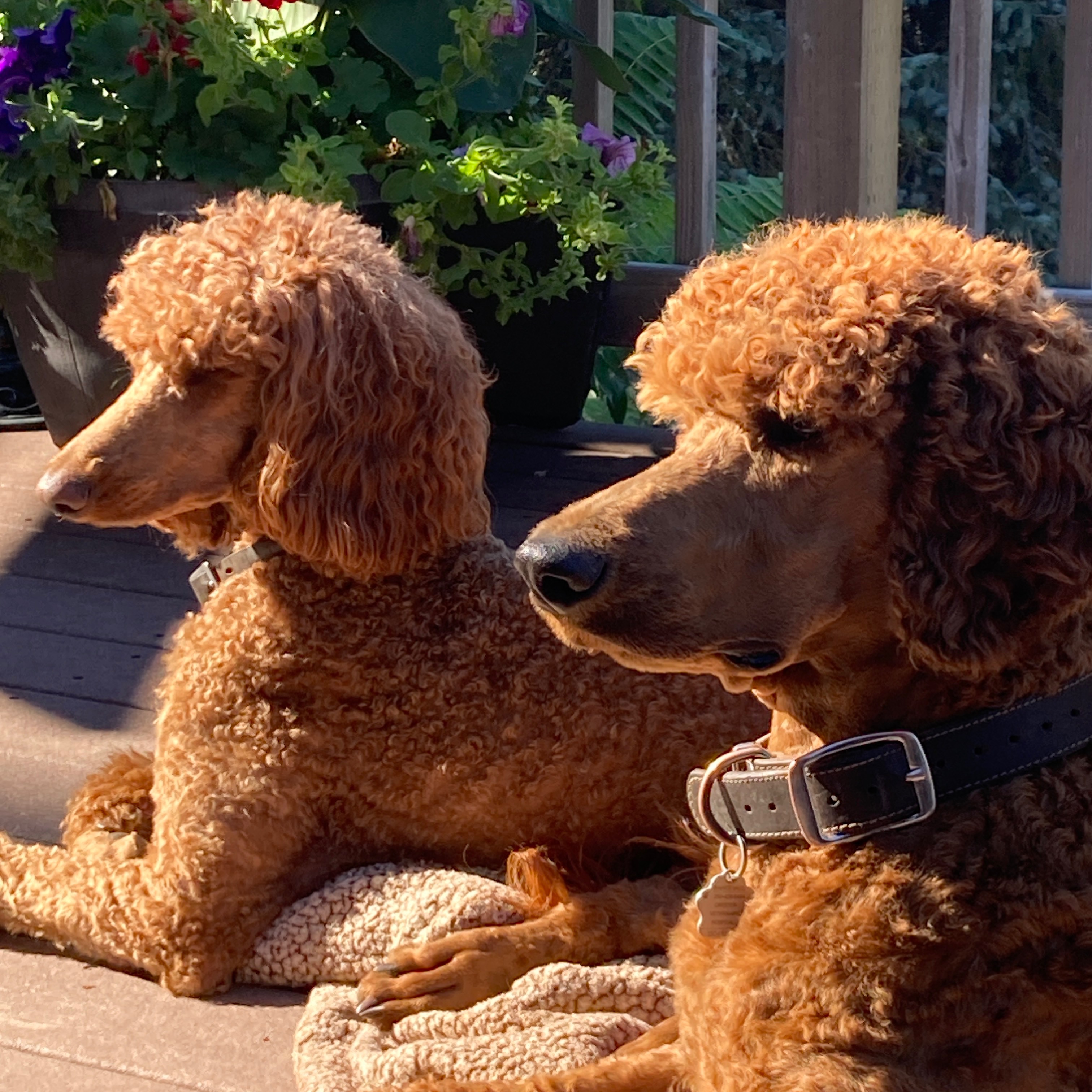 Purebred Satandard Poodle Puppies - 7 - 1767851760654_IMG_4172