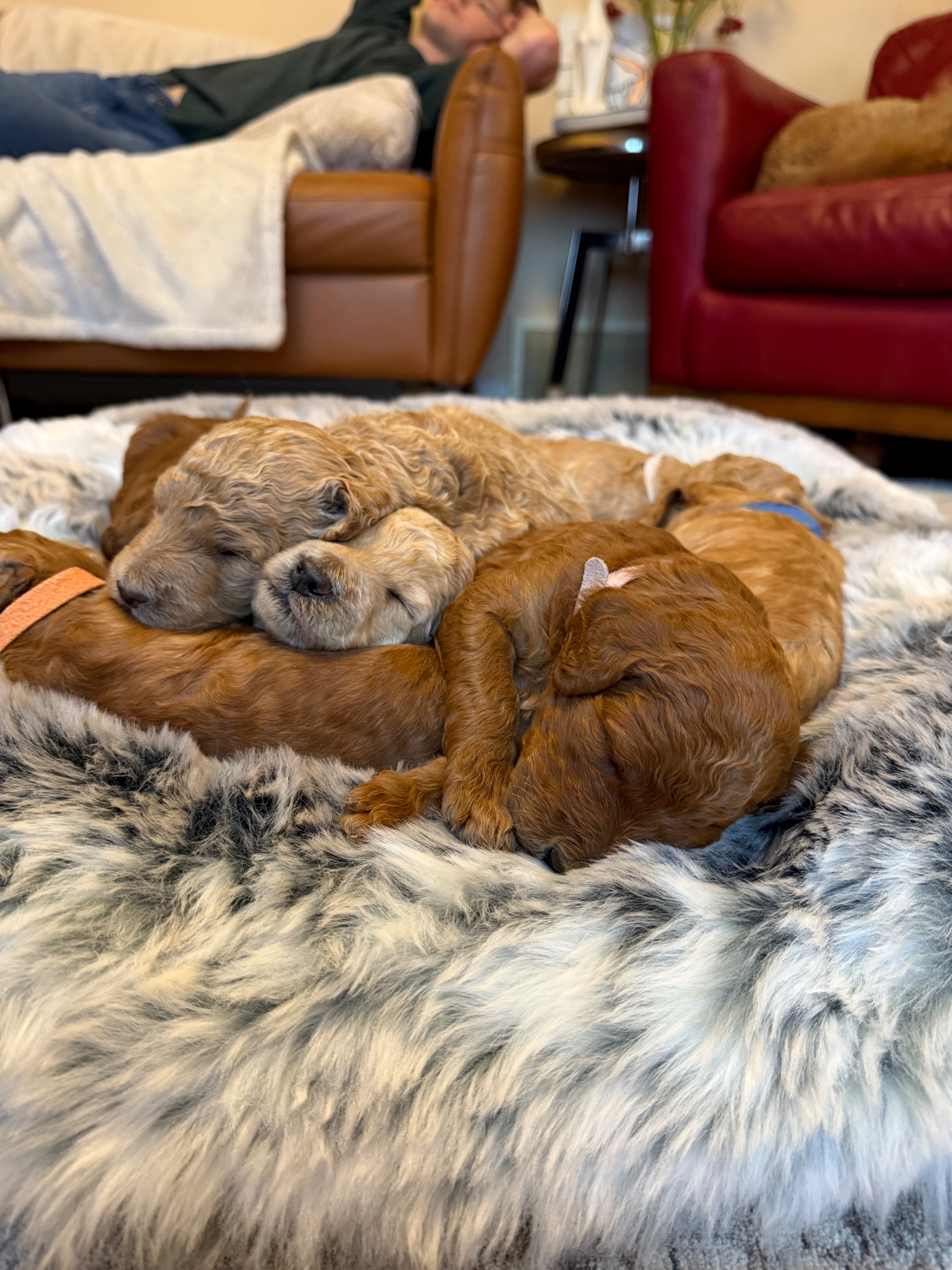 Purebred Satandard Poodle Puppies - 3 - 1767851760691_IMG_2207