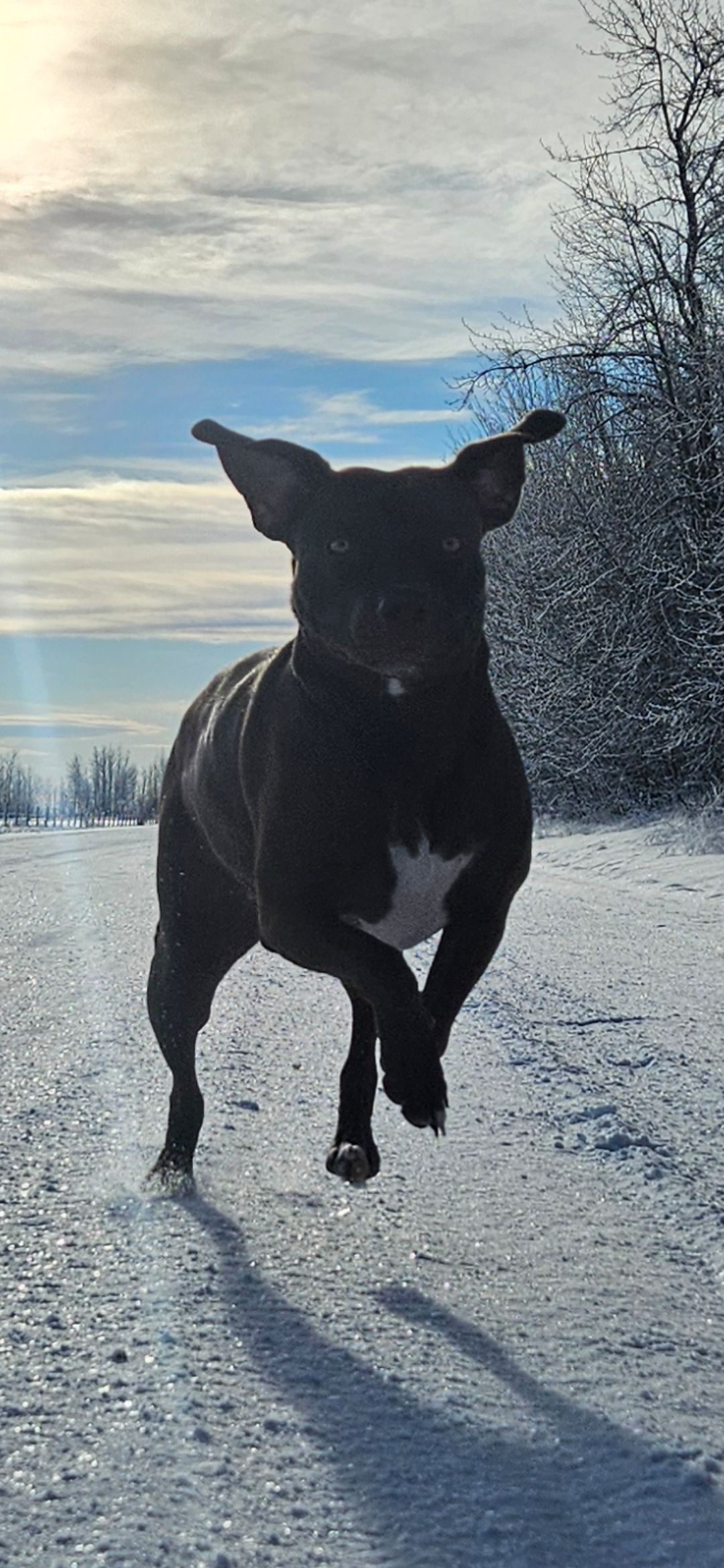 Photo of Rehoming Ruby! 