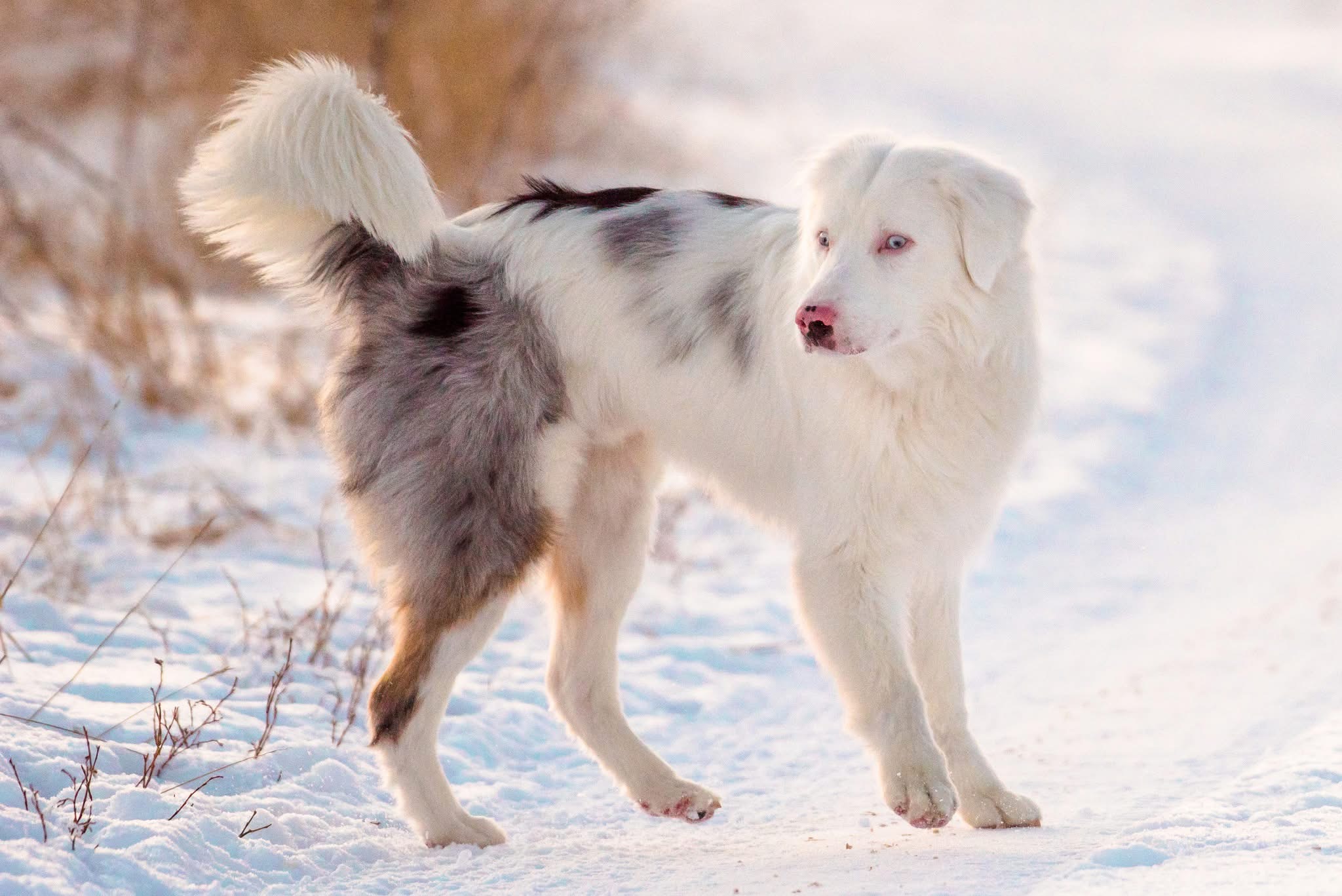 Male Australian Shepherd/border collie looking for a new home - 7 - 1767939107177_IMG_4119