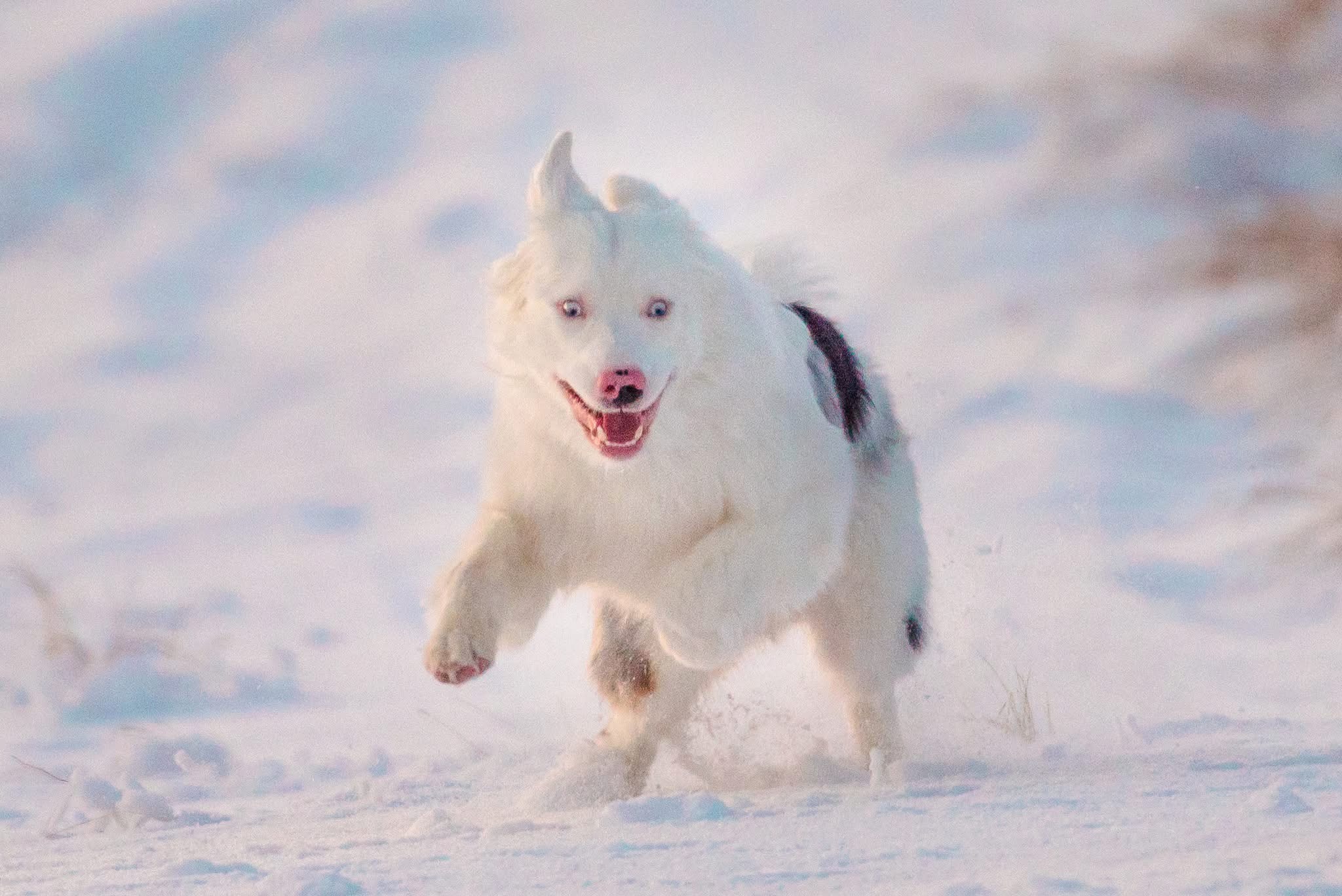 Male Australian Shepherd/border collie looking for a new home - 9 - 1767939107177_IMG_4121