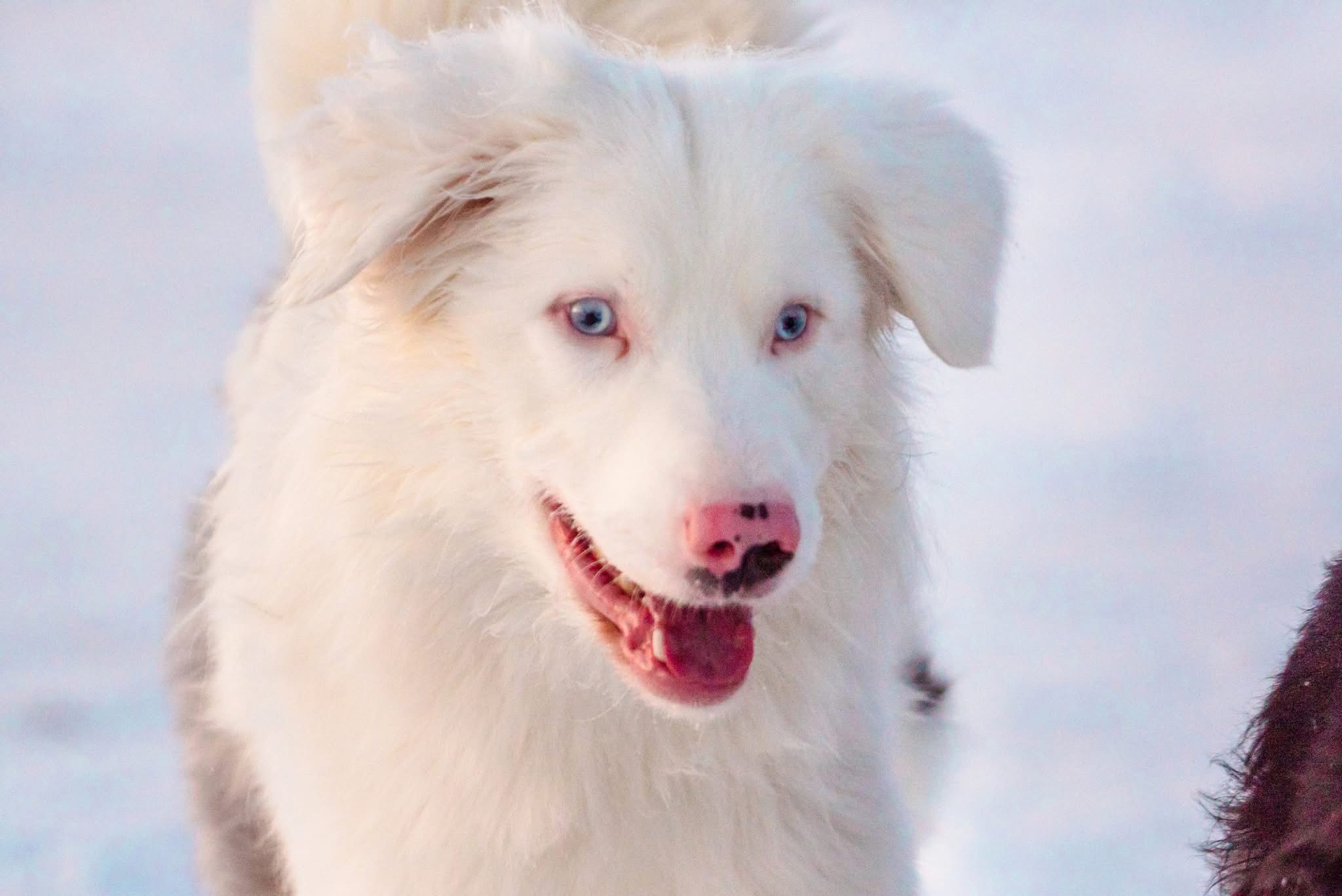 Male Australian Shepherd/border collie looking for a new home - 15 - 1767939107177_IMG_4122