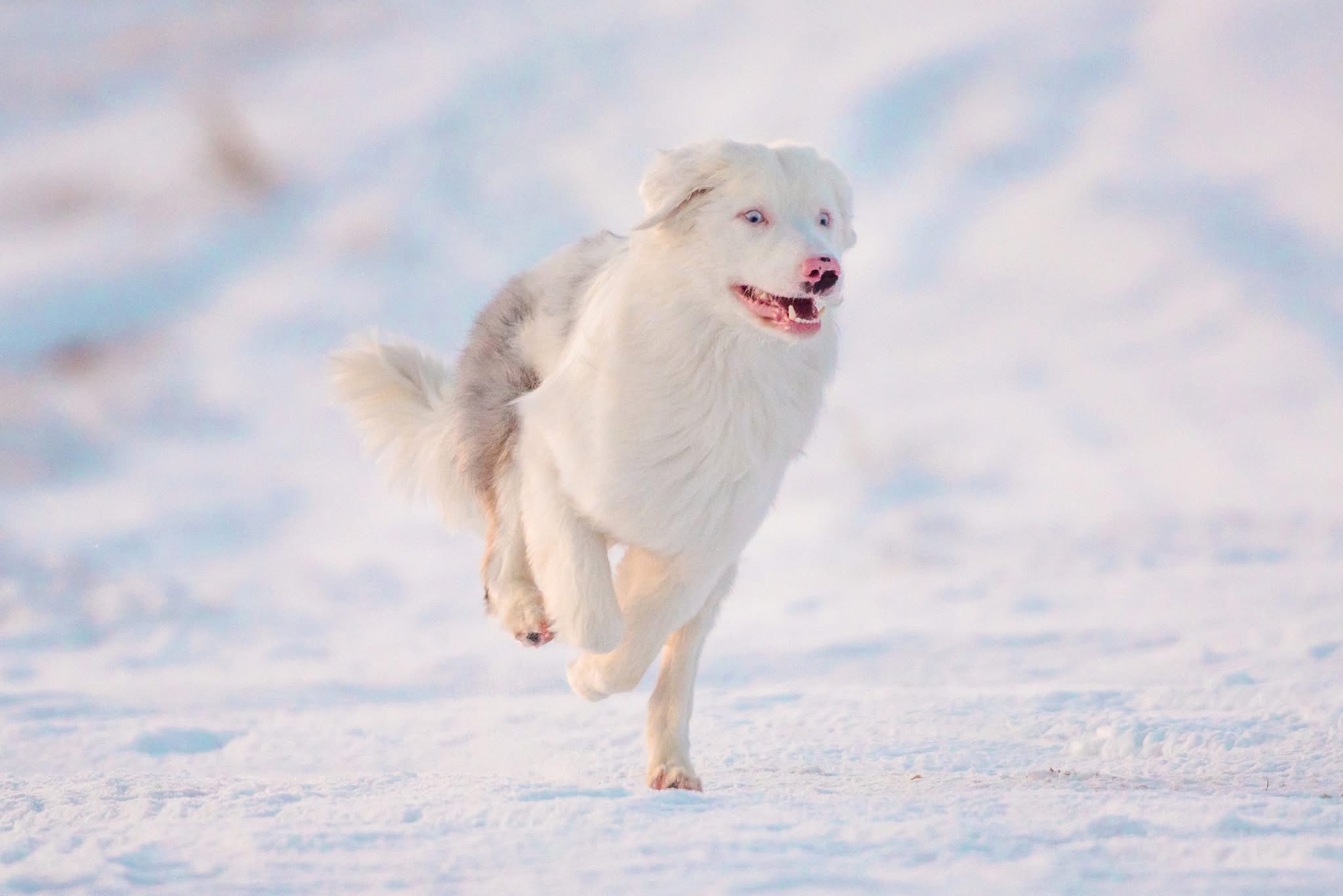 Male Australian Shepherd/border collie looking for a new home - 14 - 1767939107177_IMG_4123