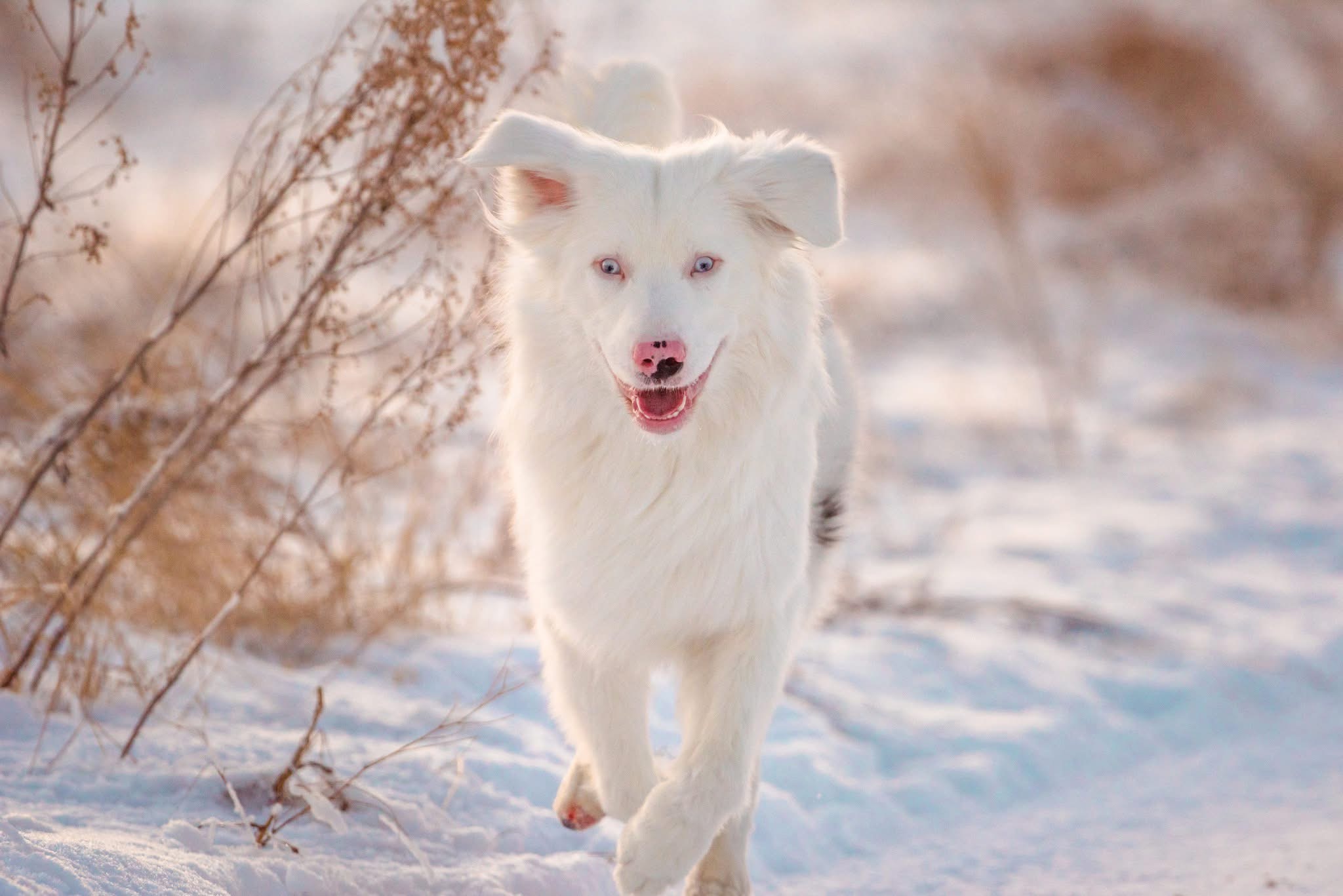 Male Australian Shepherd/border collie looking for a new home - 11 - 1767939107177_IMG_4125