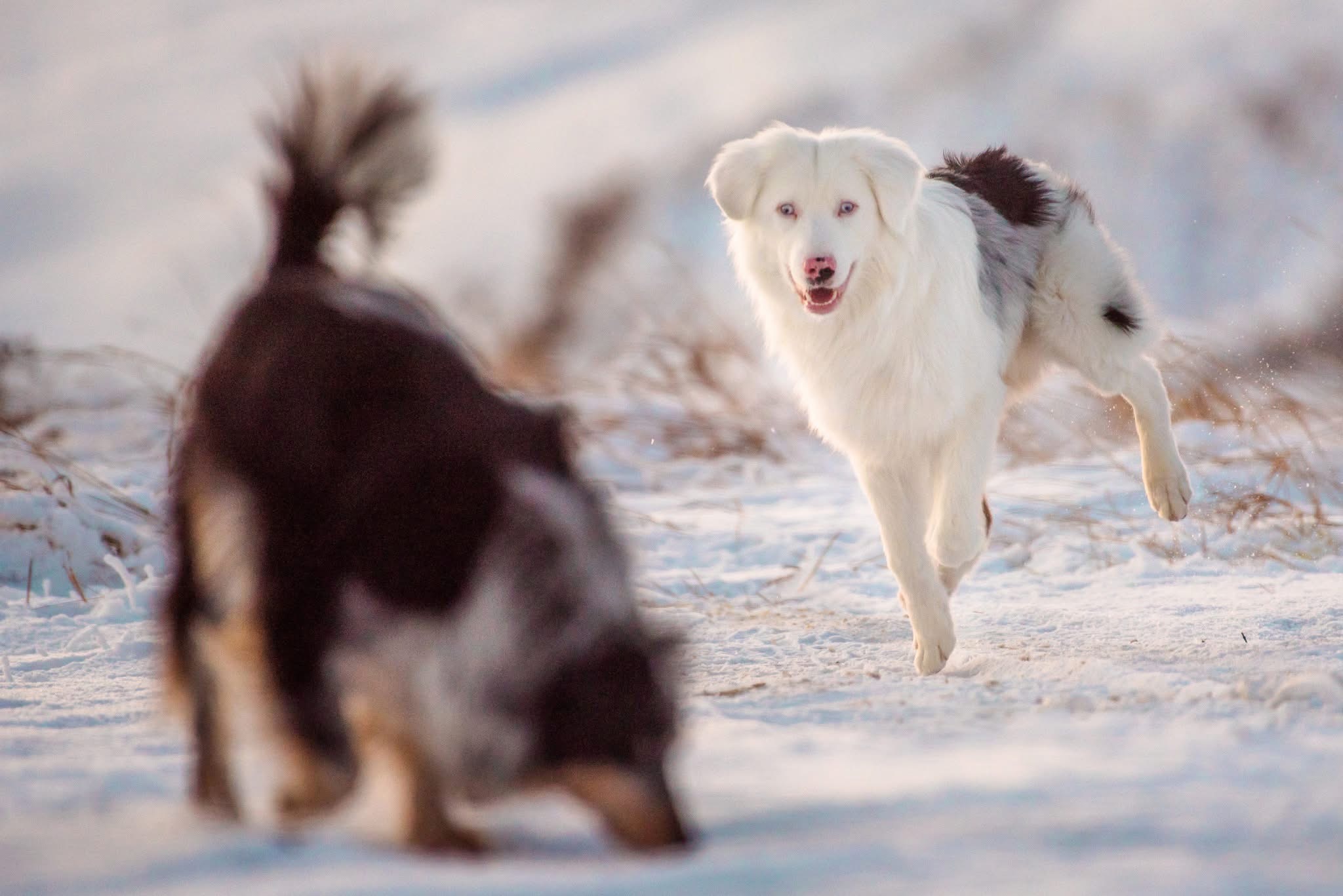 Male Australian Shepherd/border collie looking for a new home - 12 - 1767939107177_IMG_4127
