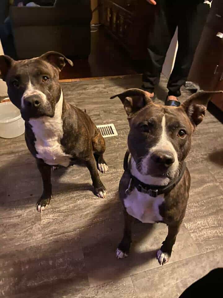 Photo of Pitbull puppies 