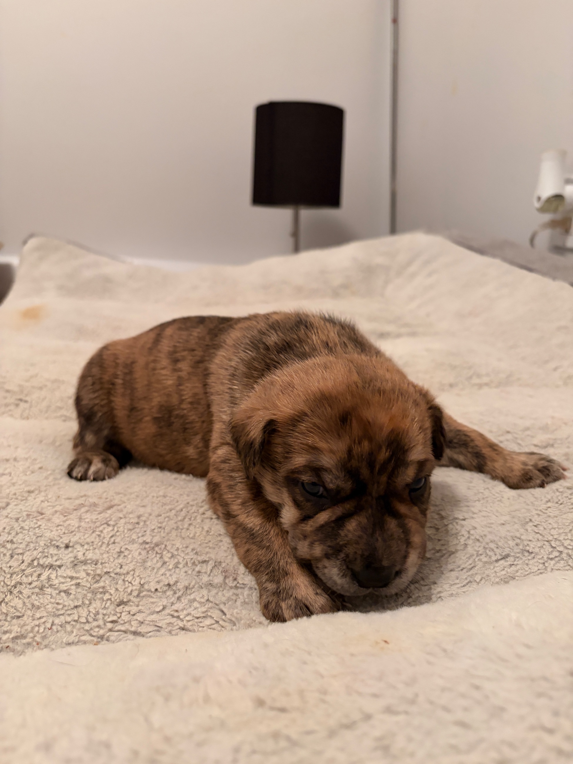 Photo of Puppies for sale