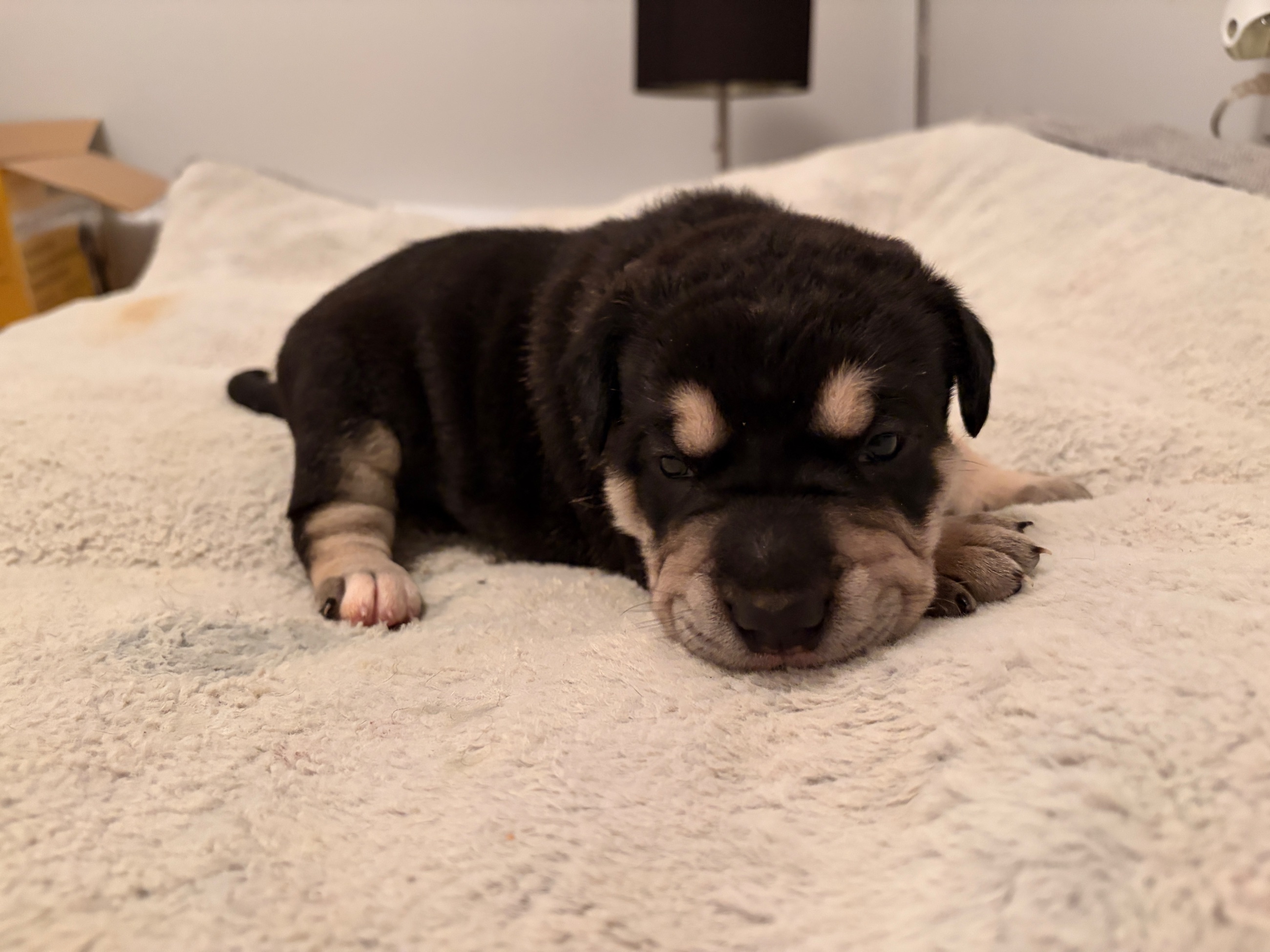 Photo of Puppies for sale